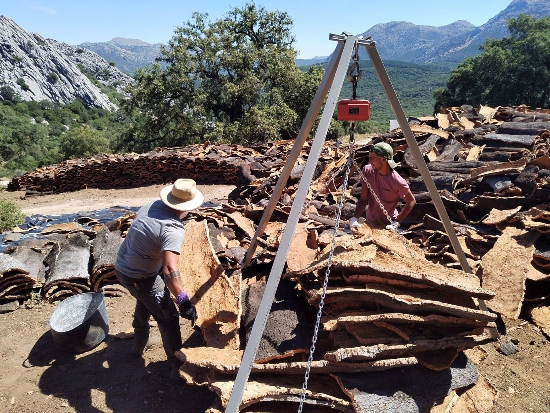 Ayuntamiento de Ronda inicia licitación de la venta del corcho de los Montes de Propios por casi 416.000 euros