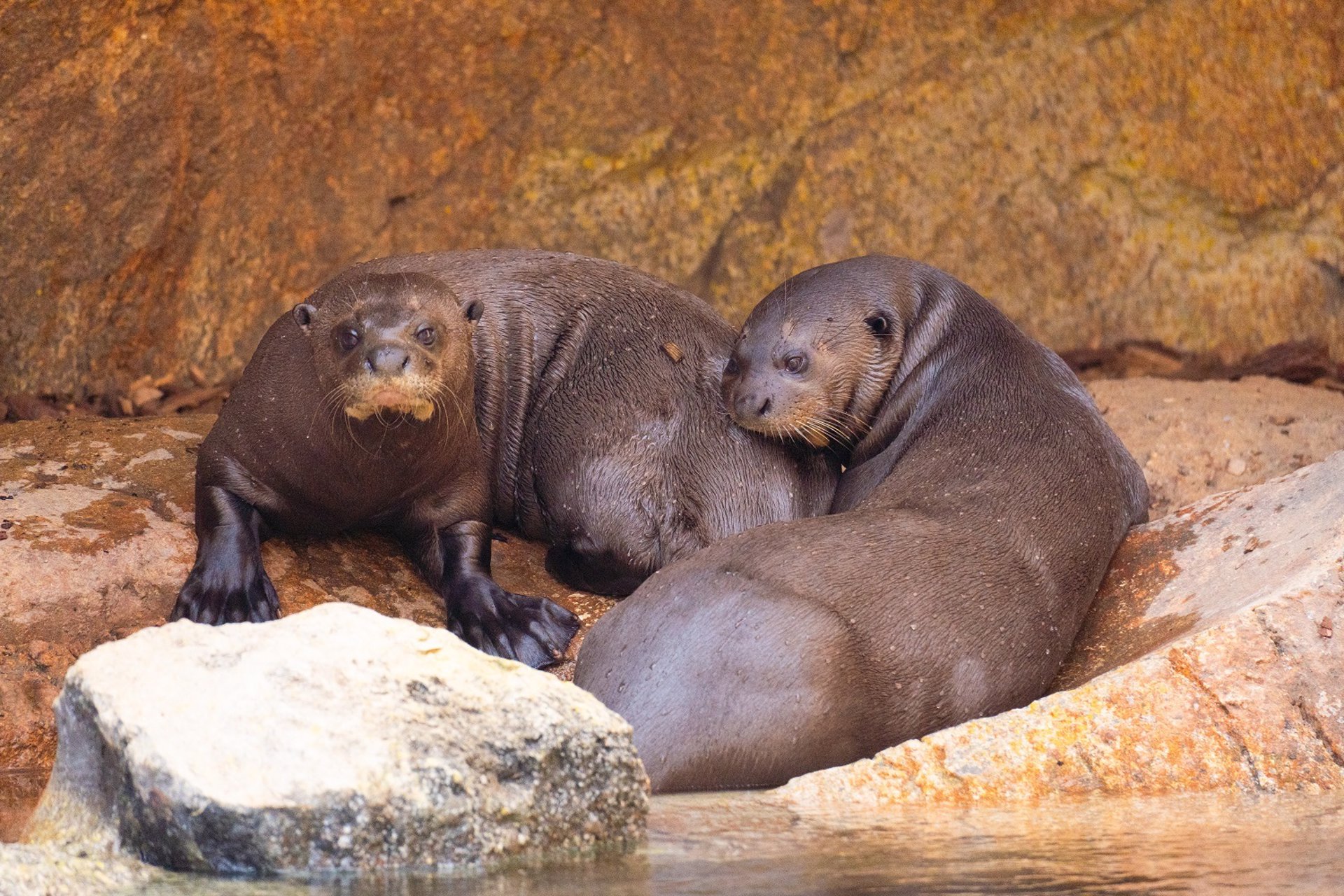 Una pareja de la especie de nutria más grande del mundo llega a Bioparc Fuengirola