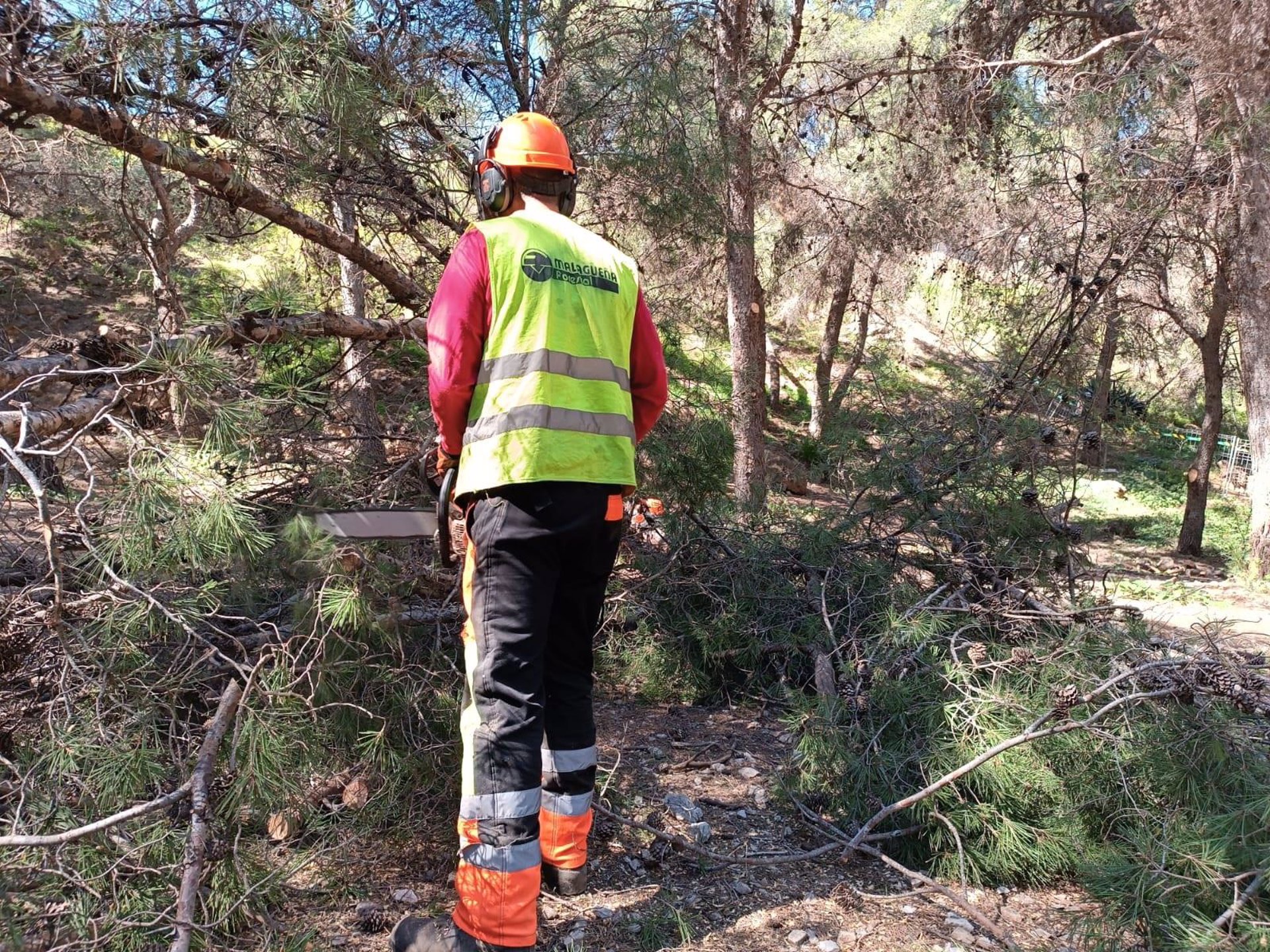 El Ayuntamiento de Torremolinos realizará trabajos de poda y realce en el Pinar de Los Manantiales