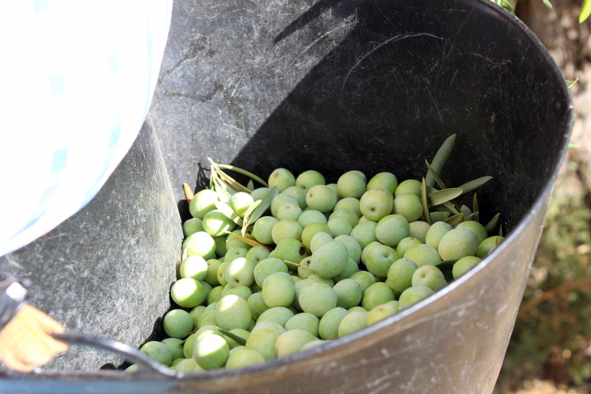 UPA califica de "emergencia" la campaña de la aceituna aloreña con un "drástico" descenso productivo del 85%
