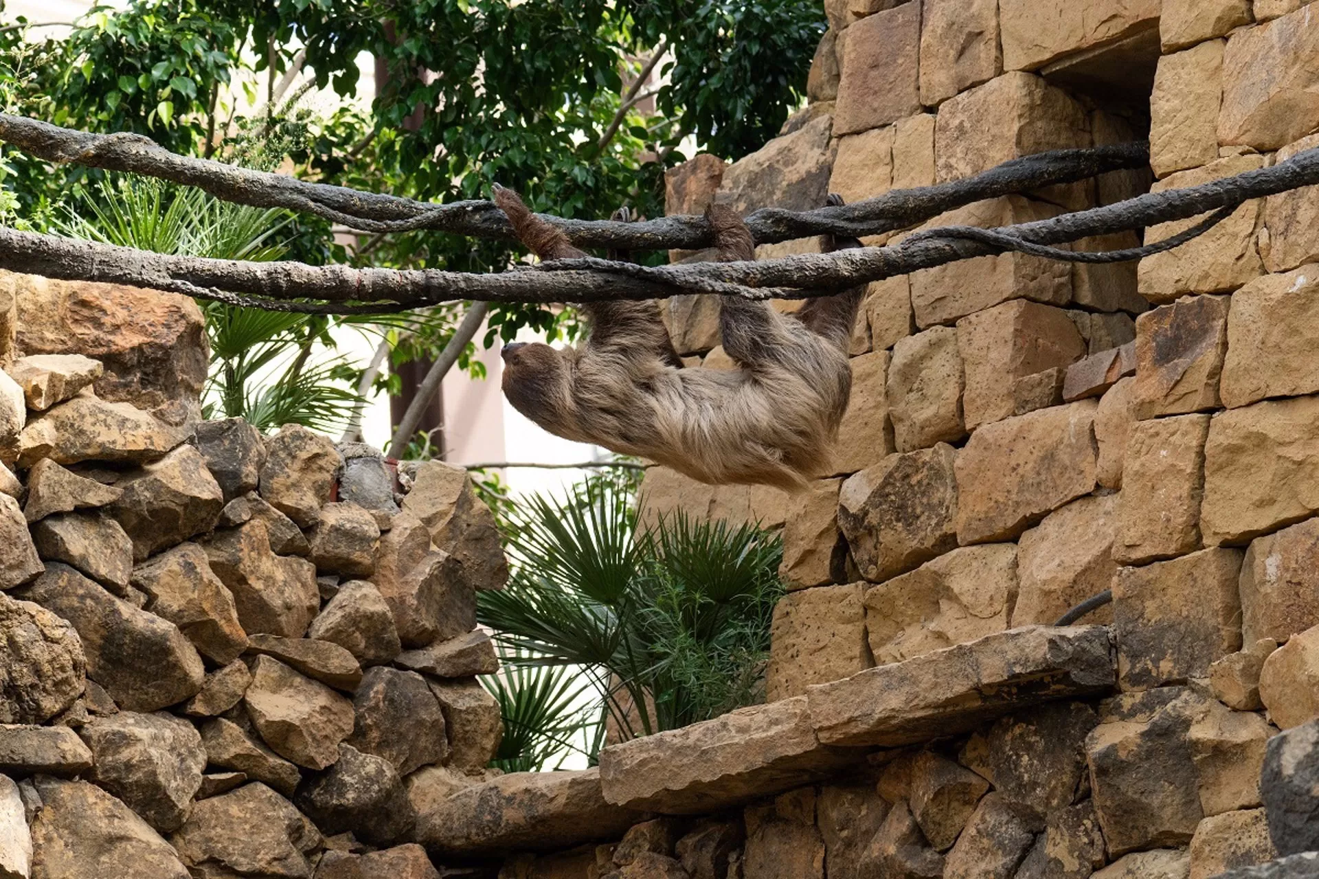 Bioparc Fuengirola presenta a Reina y Flo, la nueva pareja de perezosos que habita en su selva tropical
