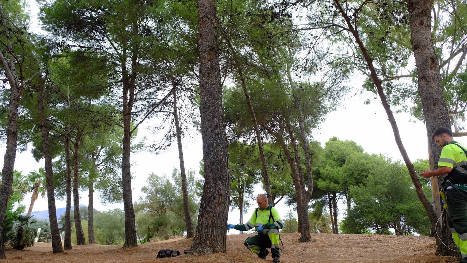 El Ayuntamiento de Marbella aplicará el tratamiento de endoterapia en 12.000 pinos contra la procesionaria