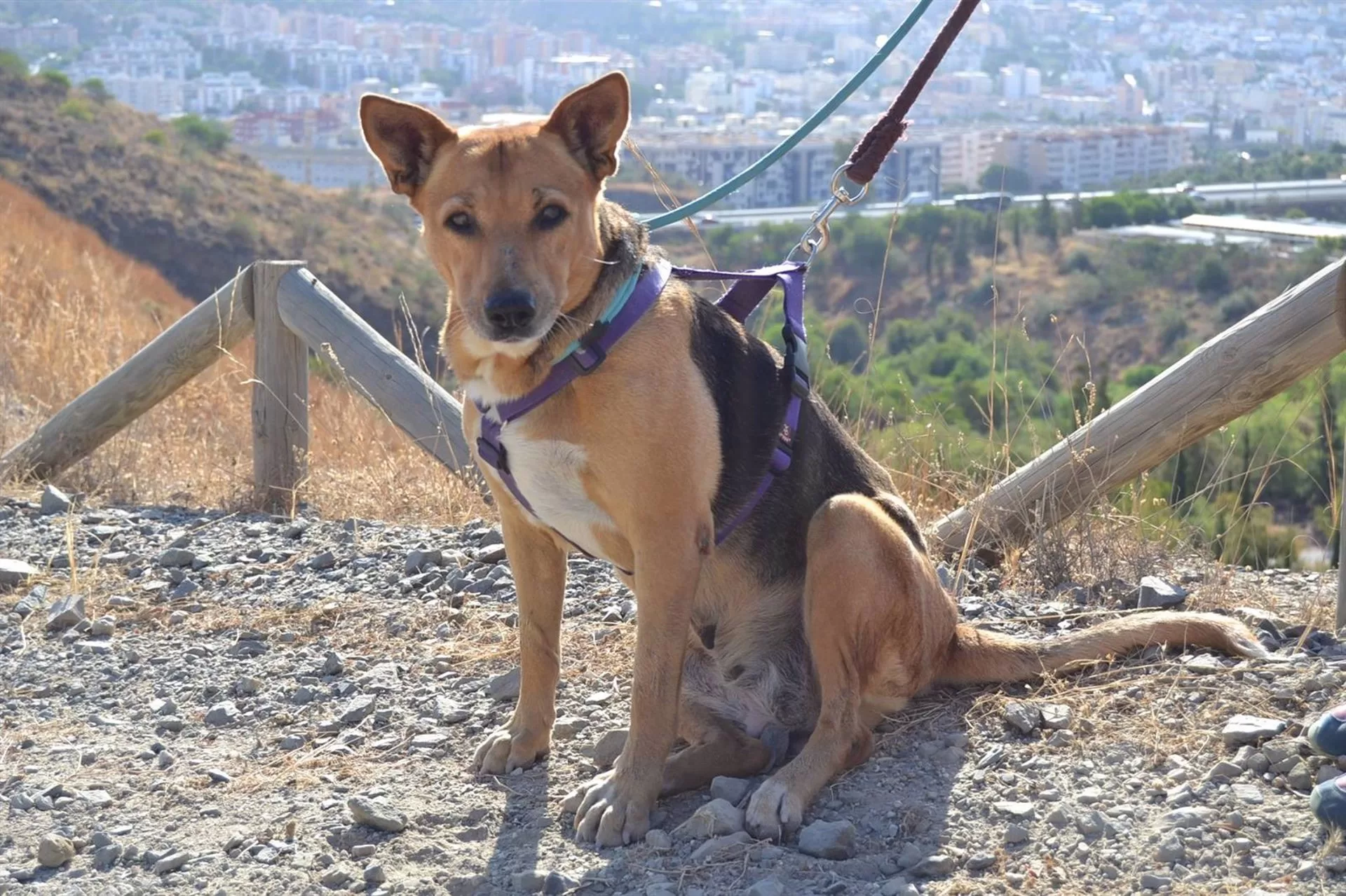 Aprobado de forma inicial el reglamento que regulará el voluntariado en el Centro de Protección Animal