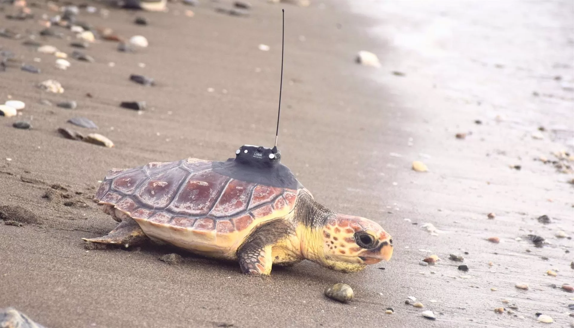 La Junta suelta en la costa de Mijas una tortuga boba recuperada en el Cegma de Algeciras