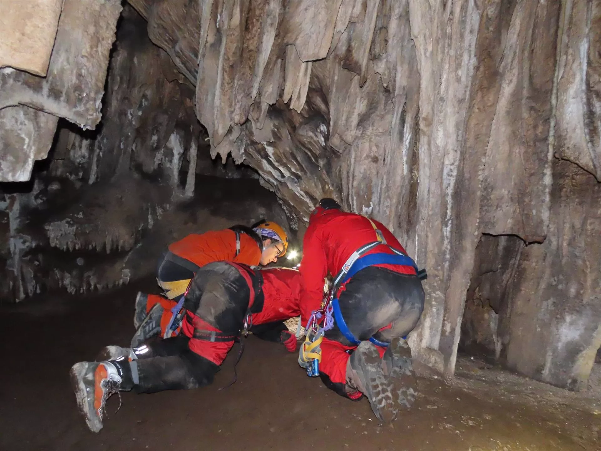Descubren una nueva especie de araña endémica en la Cueva de Nerja