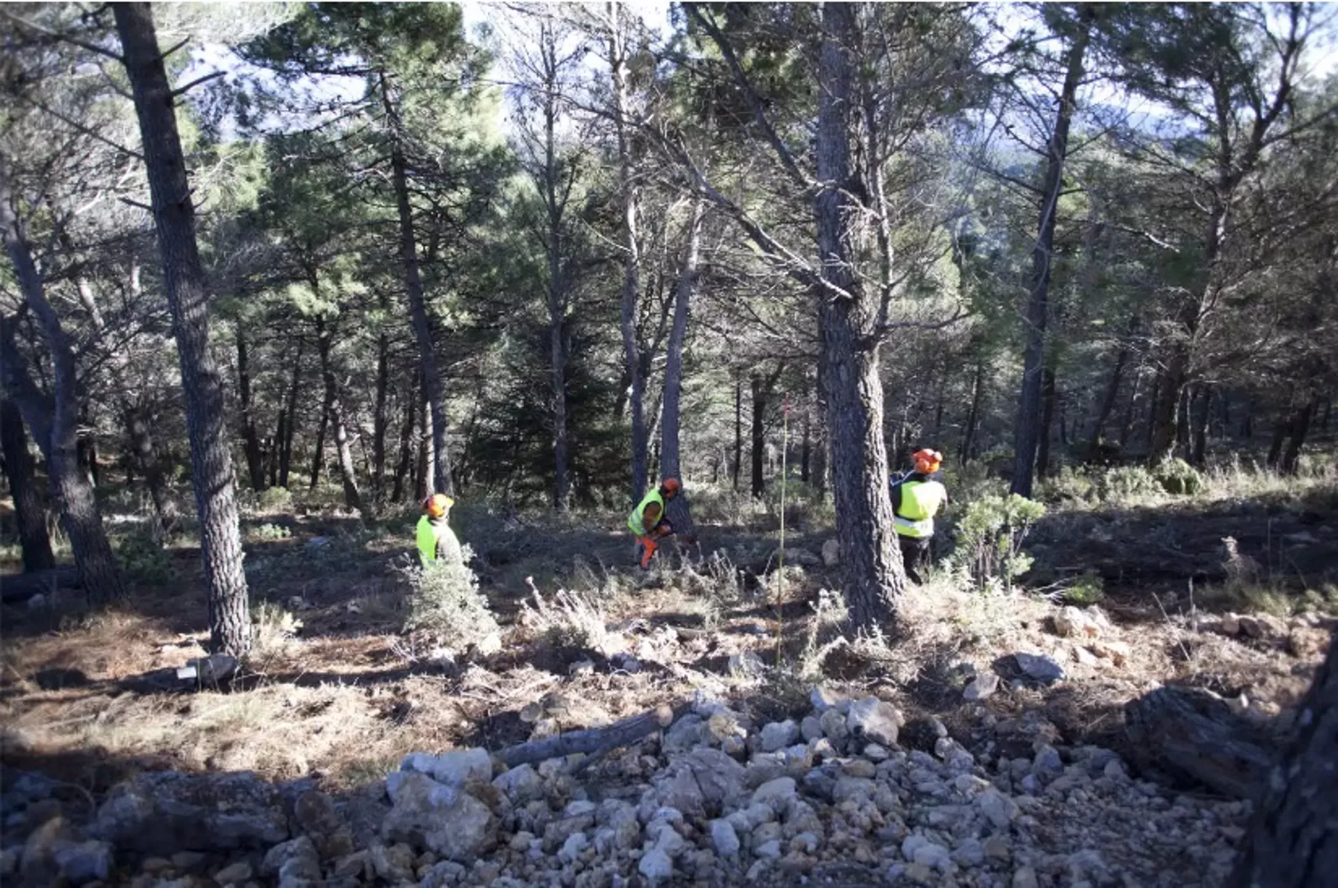 La Diputación aprueba las obras para la construcción de un centro de tratamiento de biomasa en Yunquera