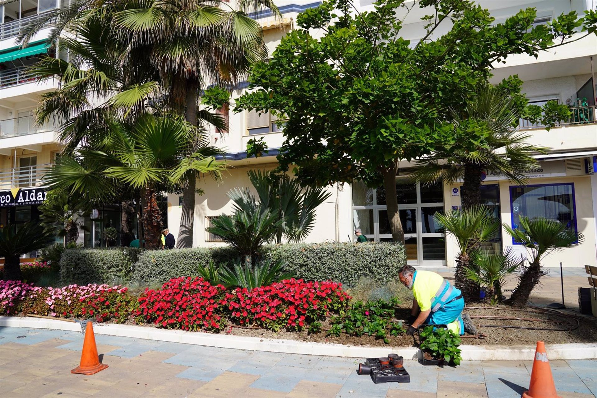 El Ayuntamiento de Estepona plantará más de 400.000 ejemplares de flor para embellecer las zonas verdes