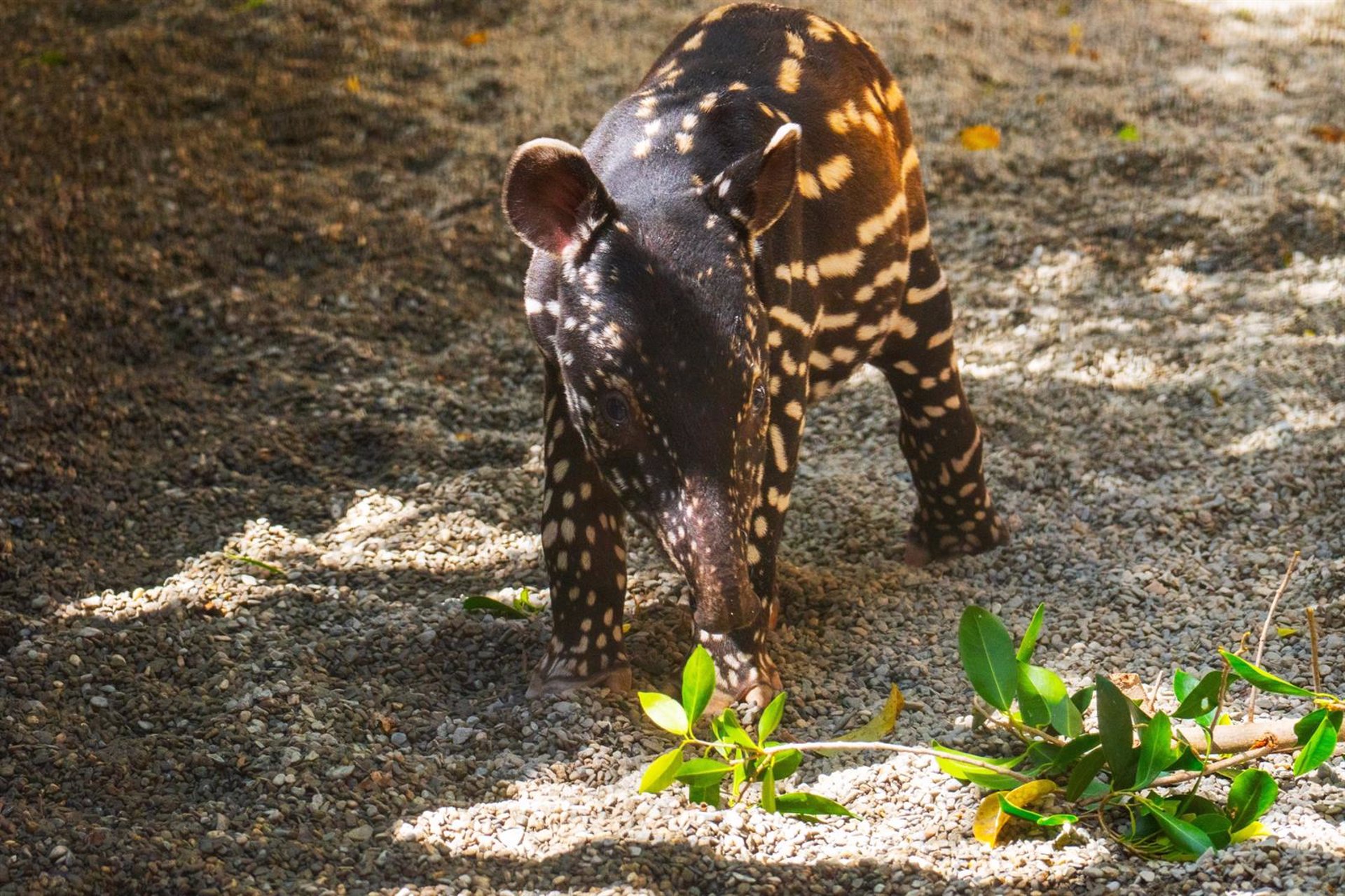 Tari, el nombre elegido por el público para la primera cría de tapir malayo nacida en Bioparc Fuengirola