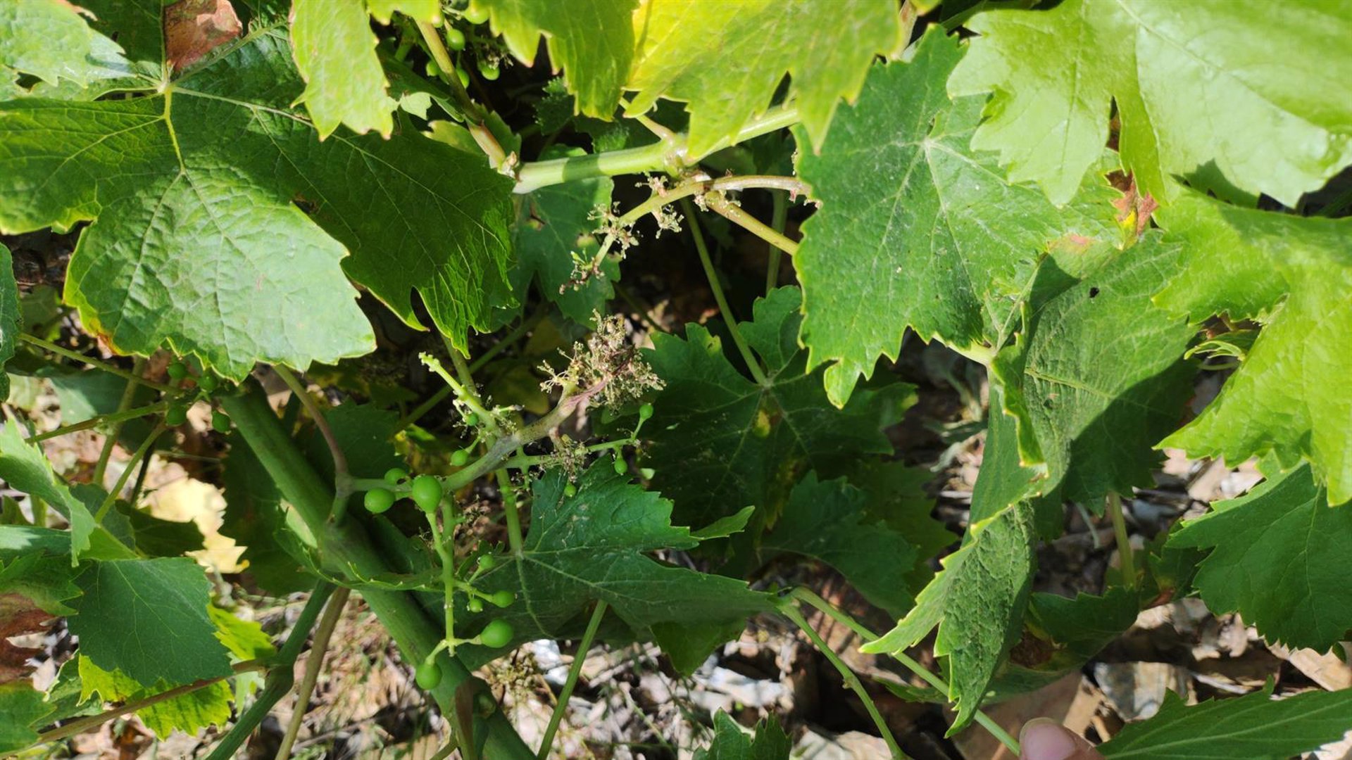 El hongo mildiu devasta viñedos y se prevén pérdidas de hasta el 80% de la cosecha en zonas de la provincia