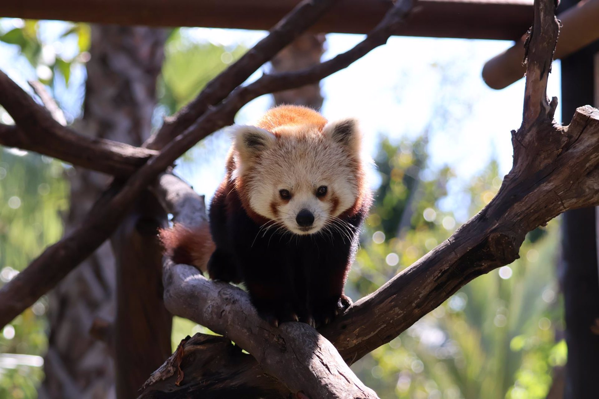 Selwo Aventura recibe al panda rojo Jannik y mantiene su programa para conservar esta especie en peligro