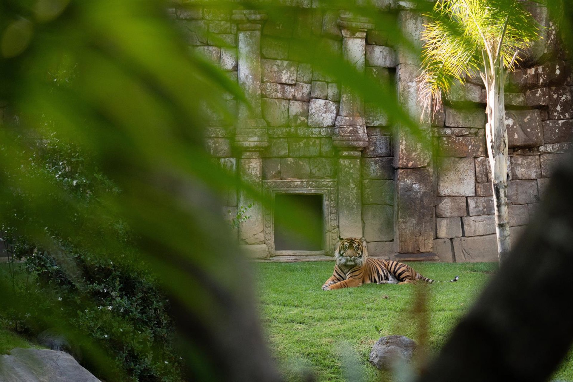 Bioparc Fuengirola hace un llamamiento y redobla esfuerzos para evitar su extinción del tigre de Sumatra