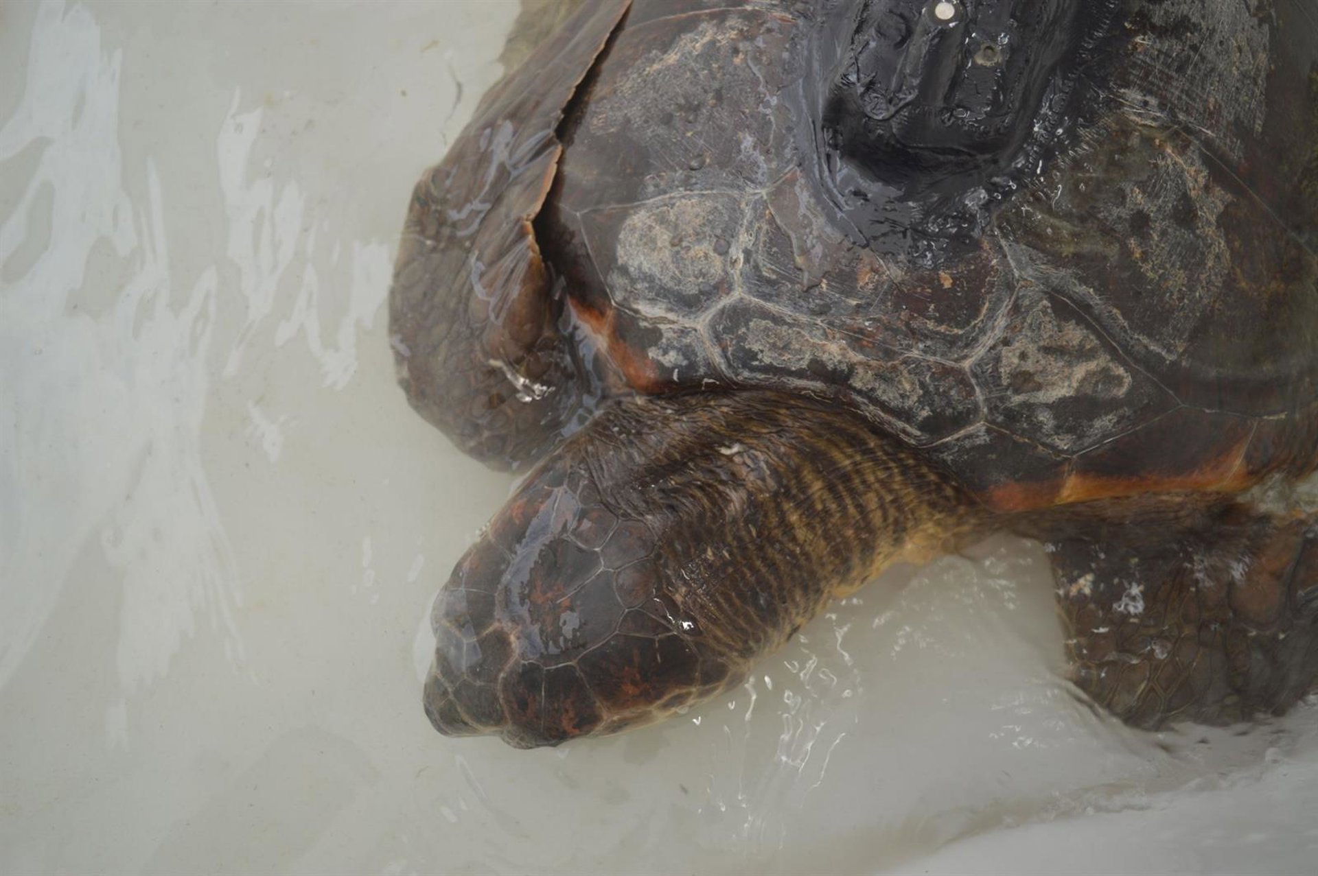 Casi la mitad de las playas de anidación de tortugas de todo el mundo presentan microplásticos, según un estudio