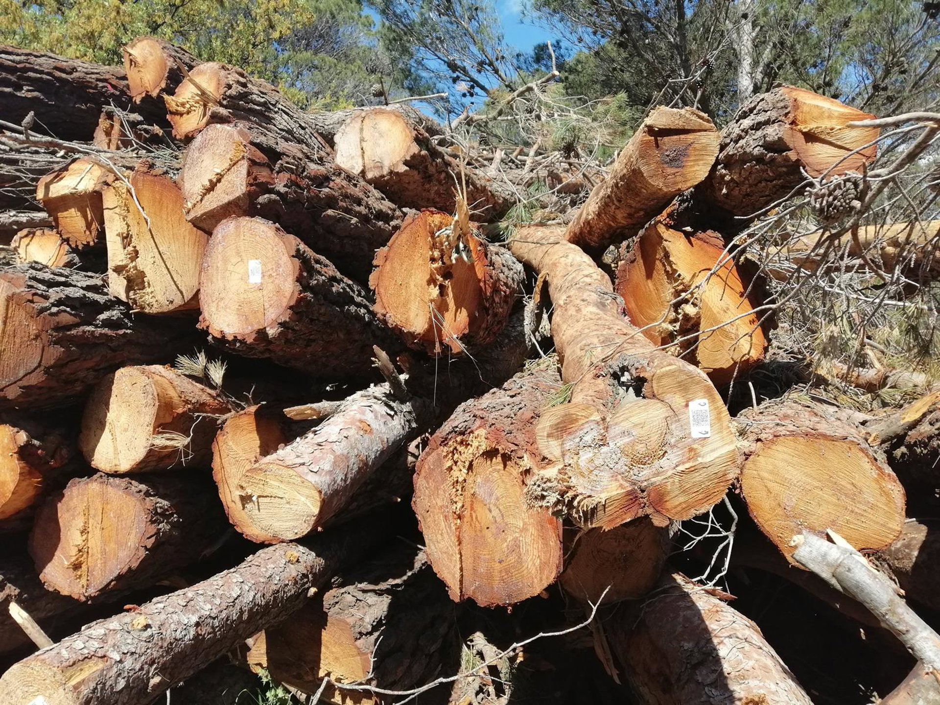 La Diputación limpia montes de El Burgo y Yunquera y extrae más de 562 toneladas de madera para biomasa