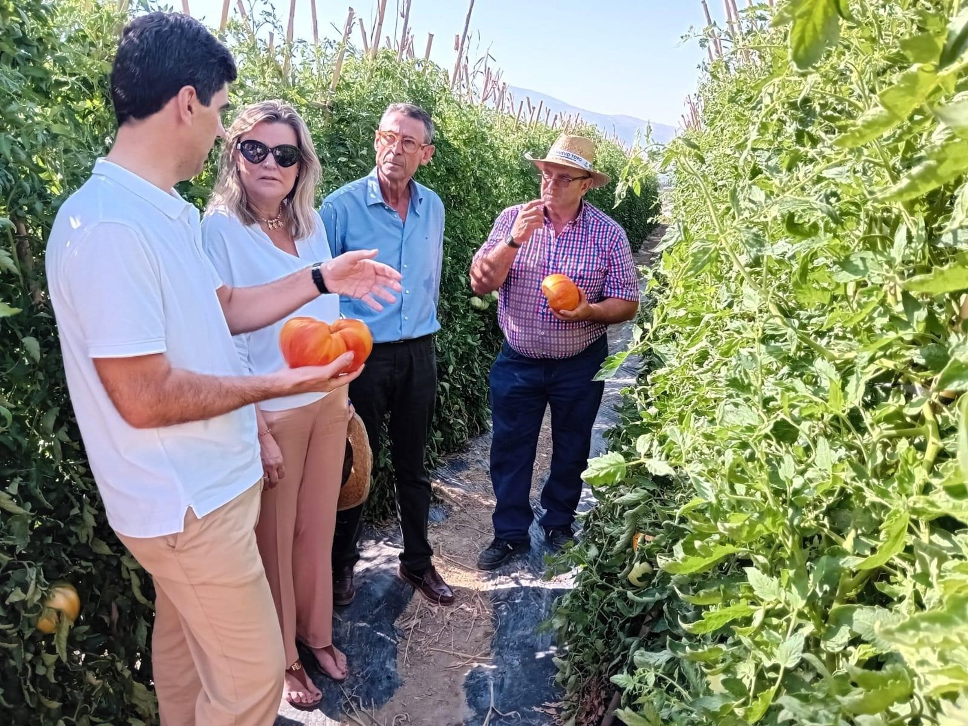 La Junta promociona el tomate Huevo de Toro del Guadalhorce como variedad excepcional cultivada al aire libre