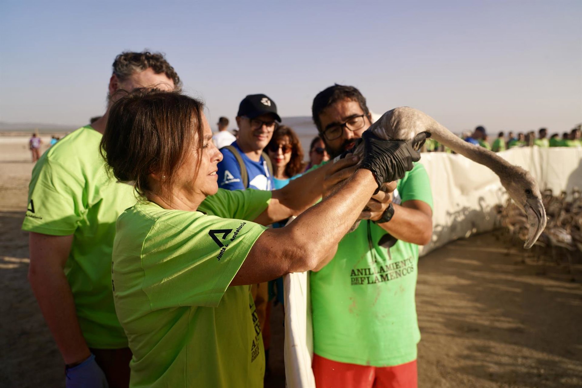 Anillan 600 pollos de flamenco en la Laguna de Fuente de Piedra que registra 22.700 nacimientos en 2025