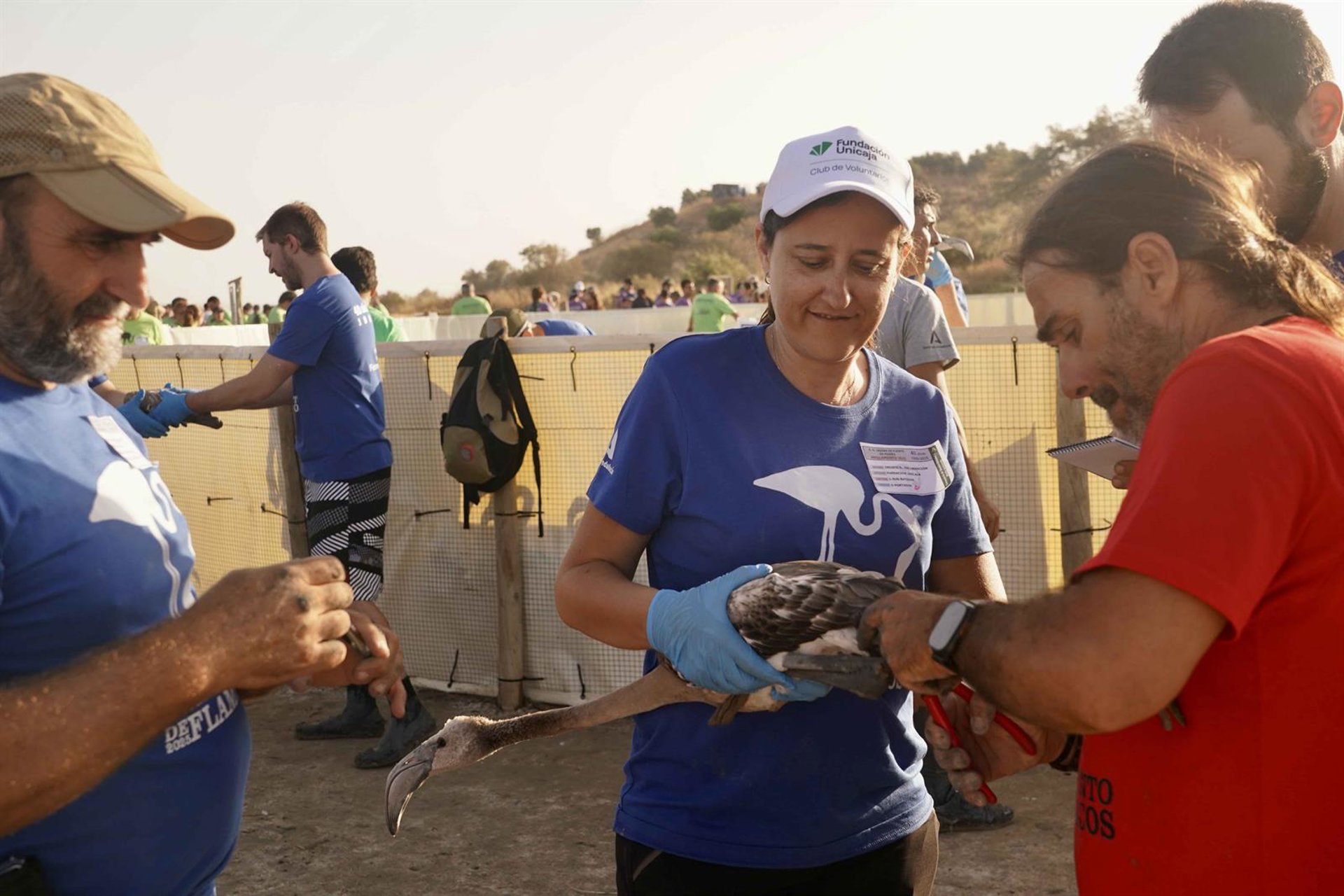 Club de Voluntarios de Fundación Unicaja participa en anillamiento de flamencos en Fuente de Piedra