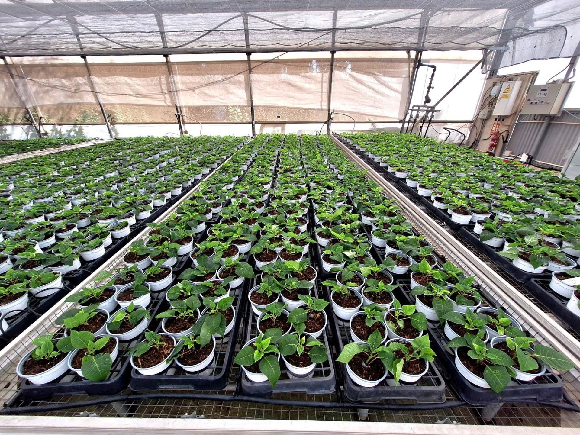 El Centro Especial de Empleo Los Pinares de Torremolinos comienza la producción de 9.000 pascueros para Navidad