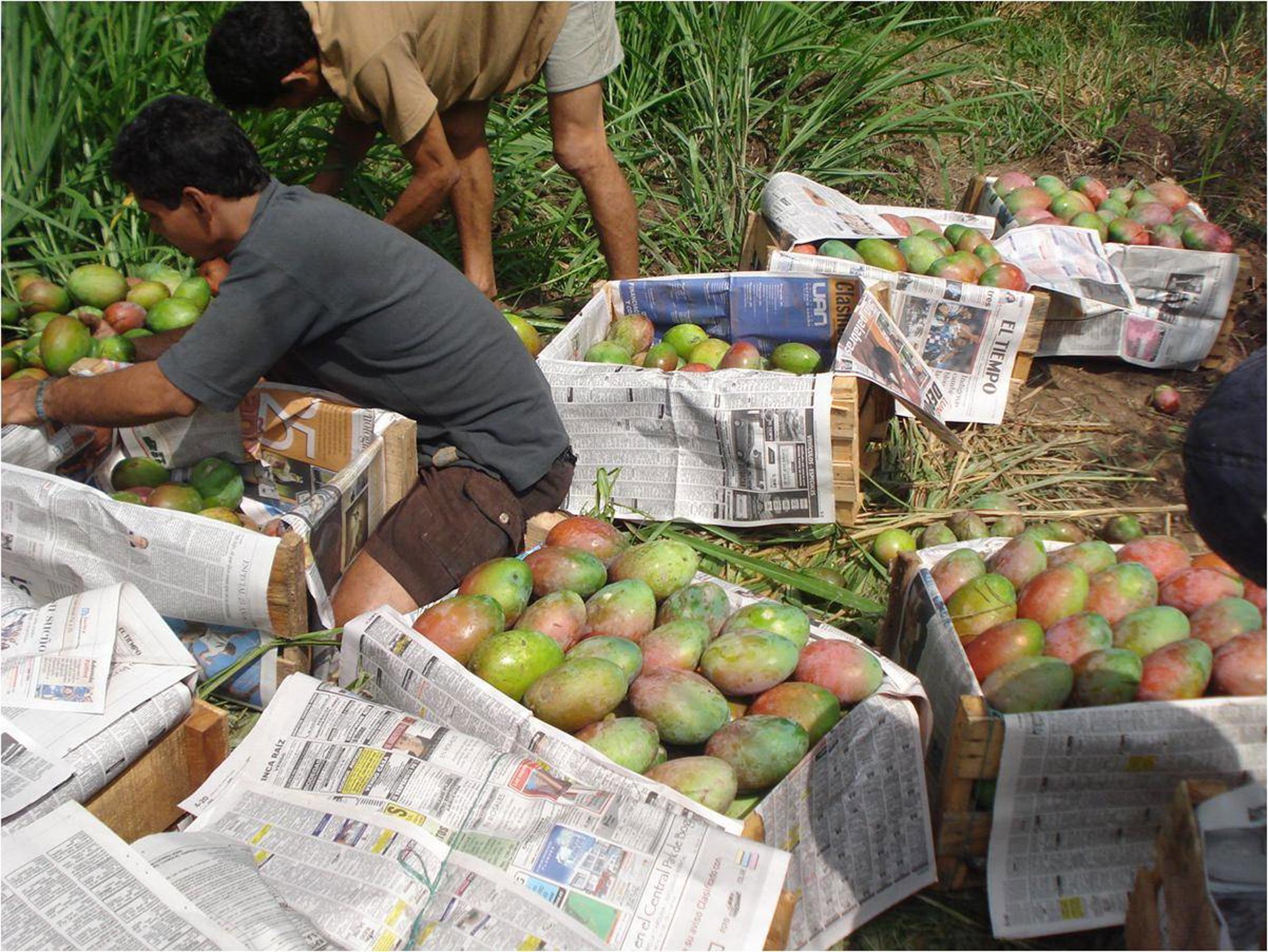 Agricultores de mango critican que cobran 80 céntimos por kilo y el consumidor paga entre cuatro y seis euros