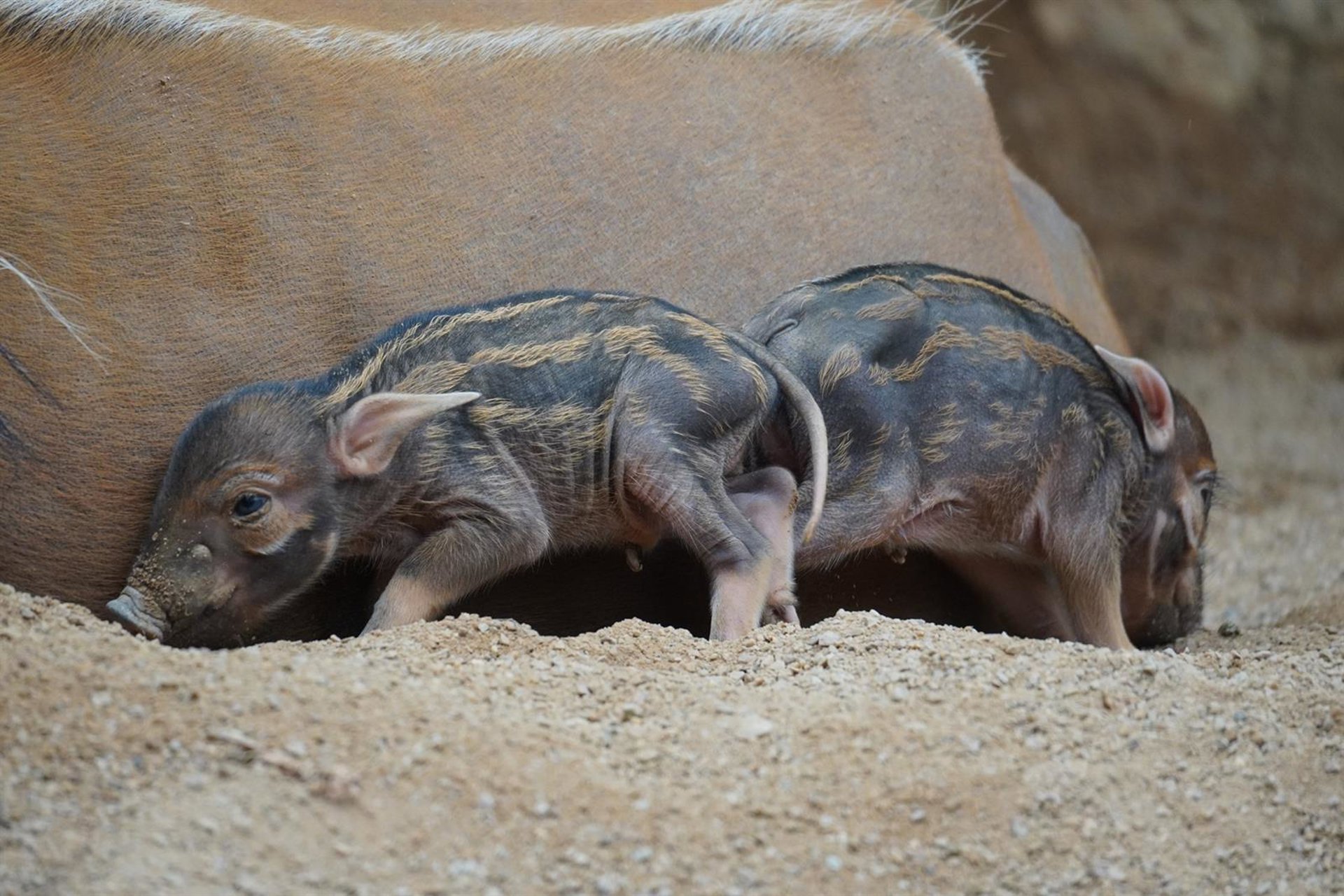 Bioparc Fuengirola acoge a dos crías del jabalí africano potamoquero rojo nacidas en un parto múltiple