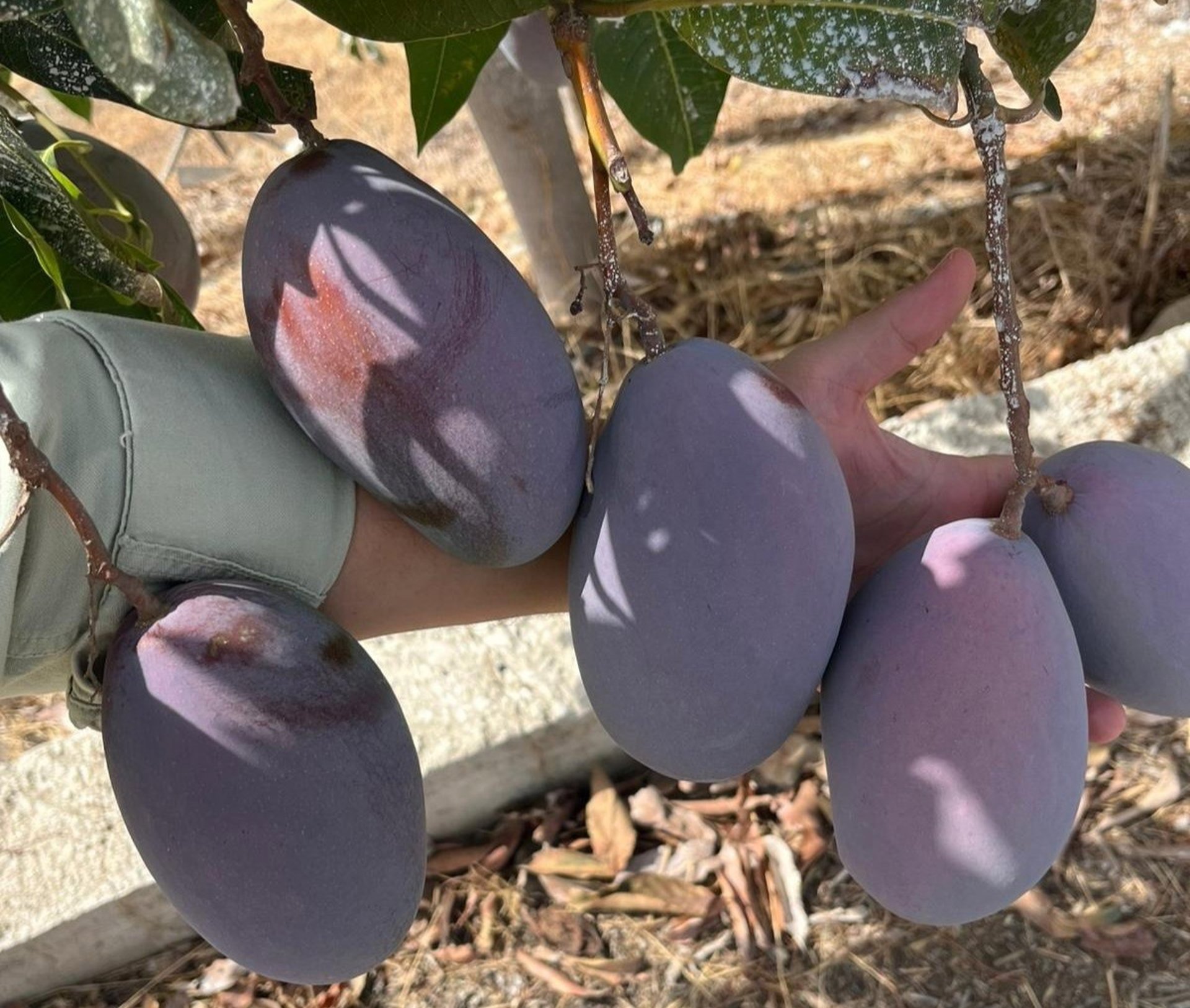 Carrefour lidera la compra de mango nacional agroecológico