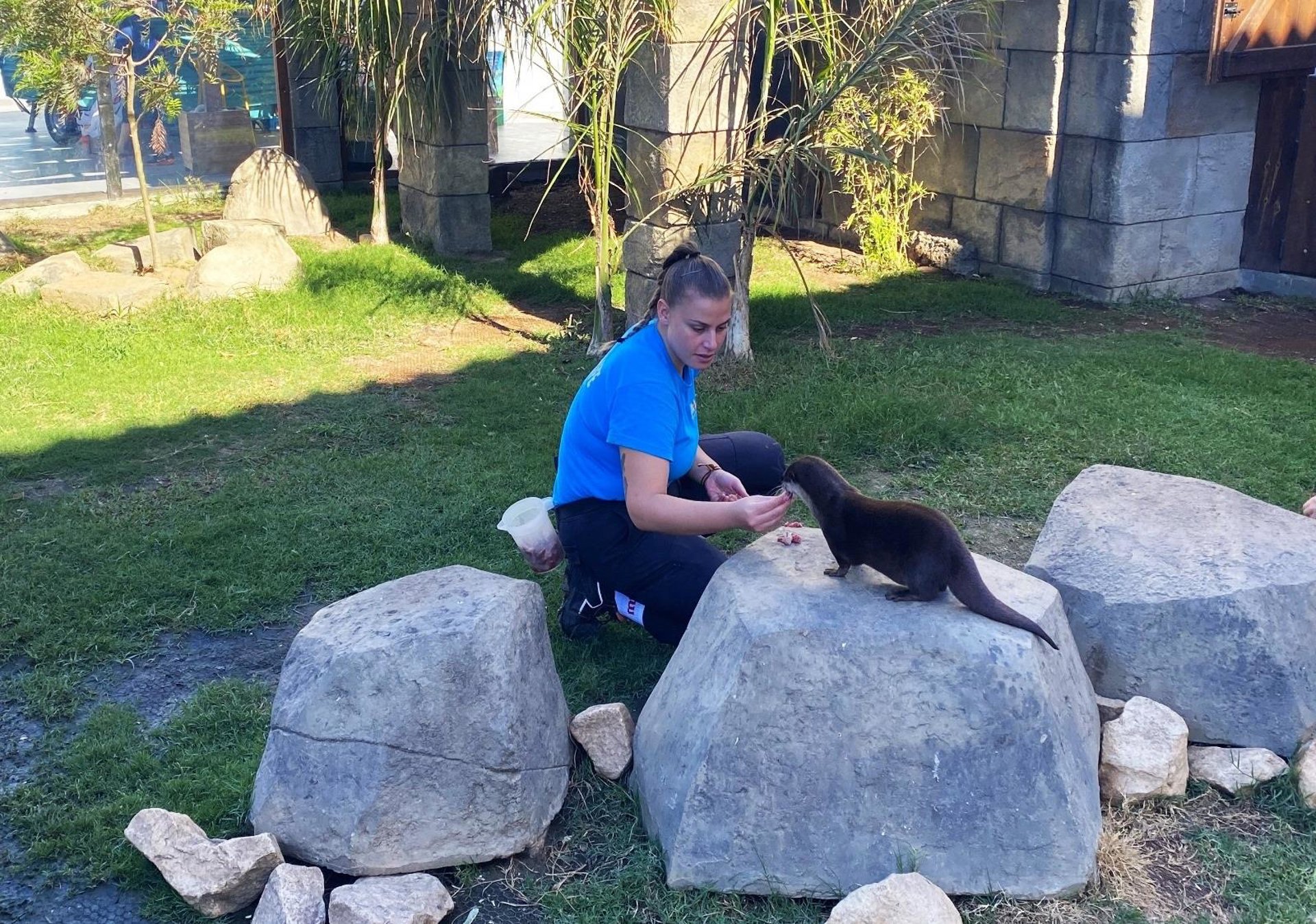 Finaliza con éxito programa de cría de nutria de Sea Life con el traslado de un ejemplar al acuario de Alemania