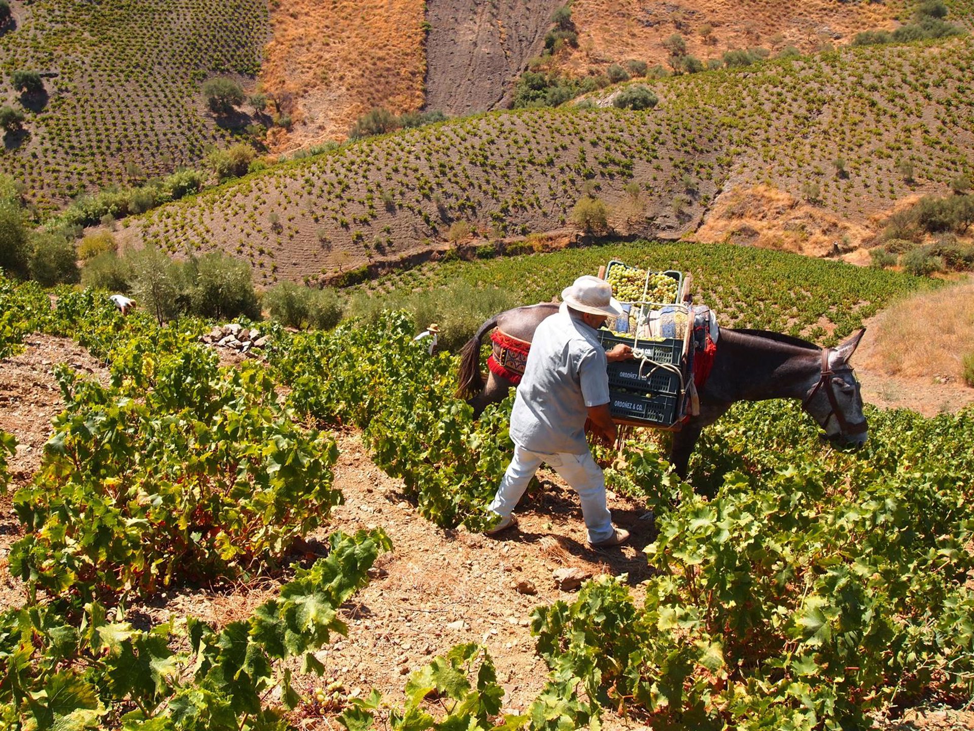 Alcaldes de Axarquía piden a Moreno inclusión en el Consorcio de Transportes y rectificar presupuesto de Sipam