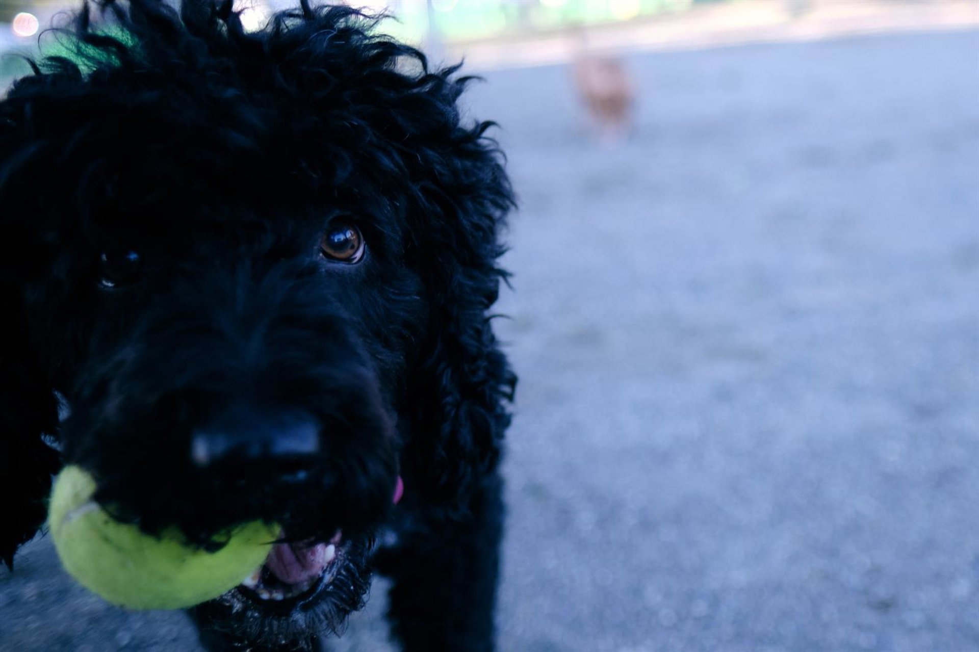 El Ayuntamiento de Málaga pone en servicio un nuevo parque canino en el distrito Teatinos-Universidad