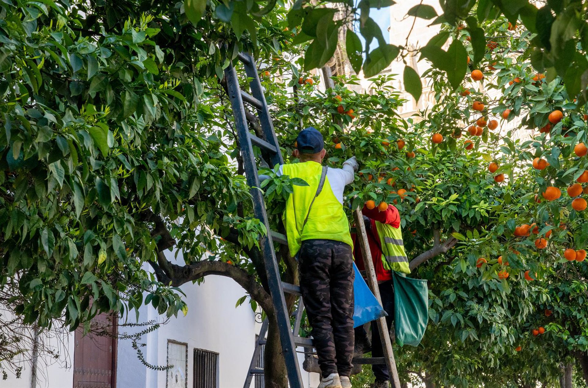 El Ayuntamiento de Málaga sustituirá los naranjos de Molina Lario por hibiscos marítimos