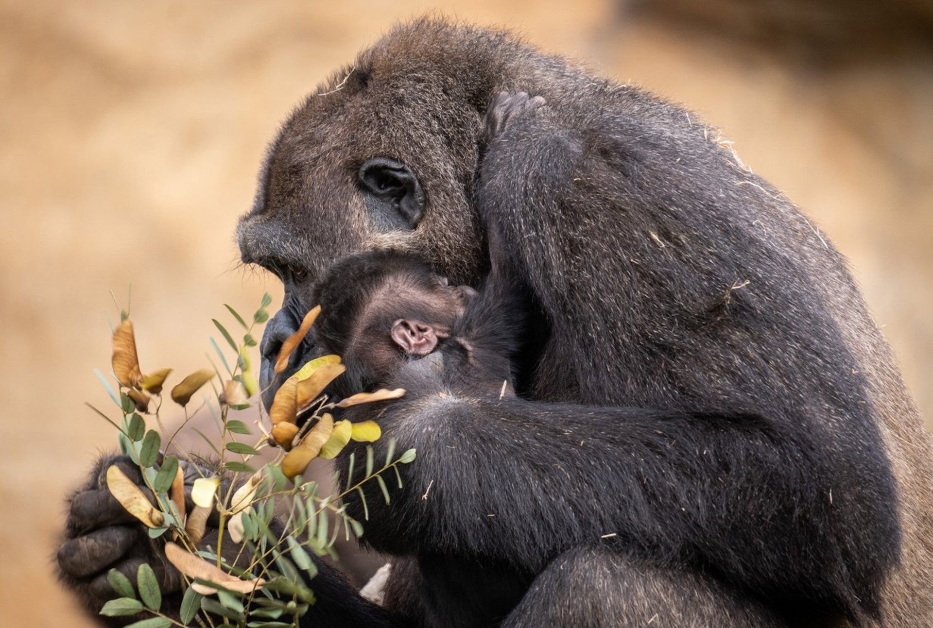 Bioparc Fuengirola abre votación para elegir el nombre de su nueva cría de gorila de llanura