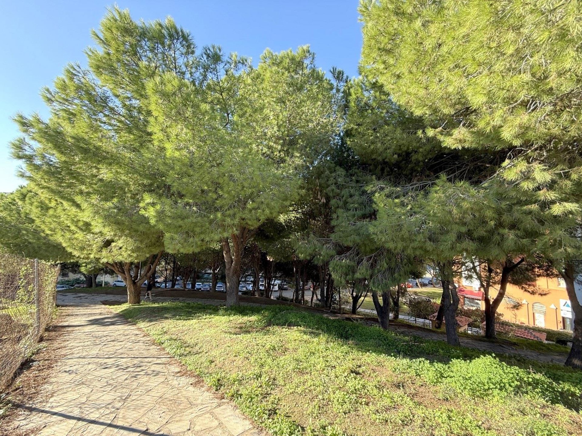 Estepona aplica casi 3.000 tratamientos en pinos para tratarlos contra la oruga procesionaria