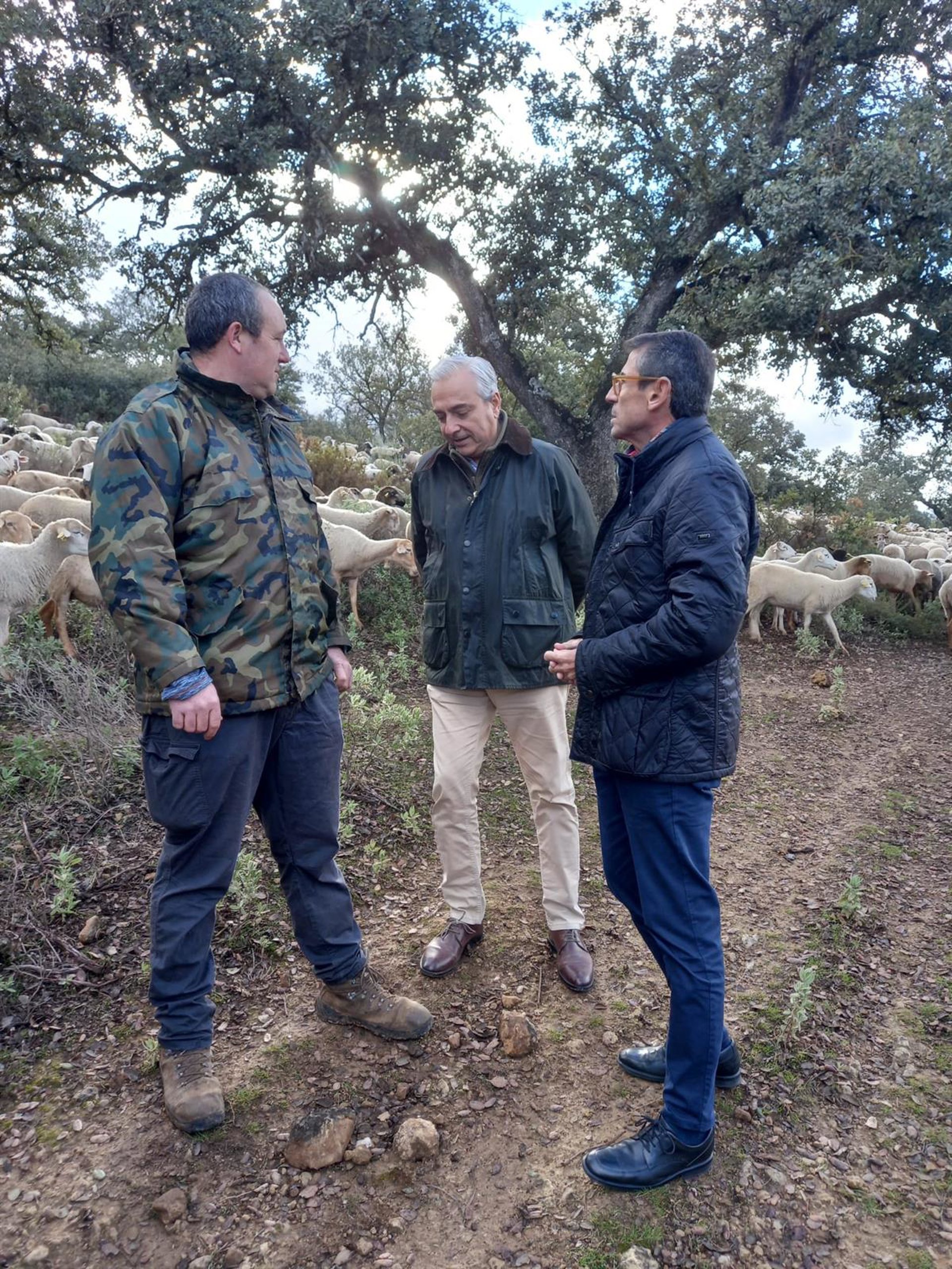 La Junta auxilia a más de cien explotaciones ganaderas de la Serranía de Ronda afectadas por la lengua azul