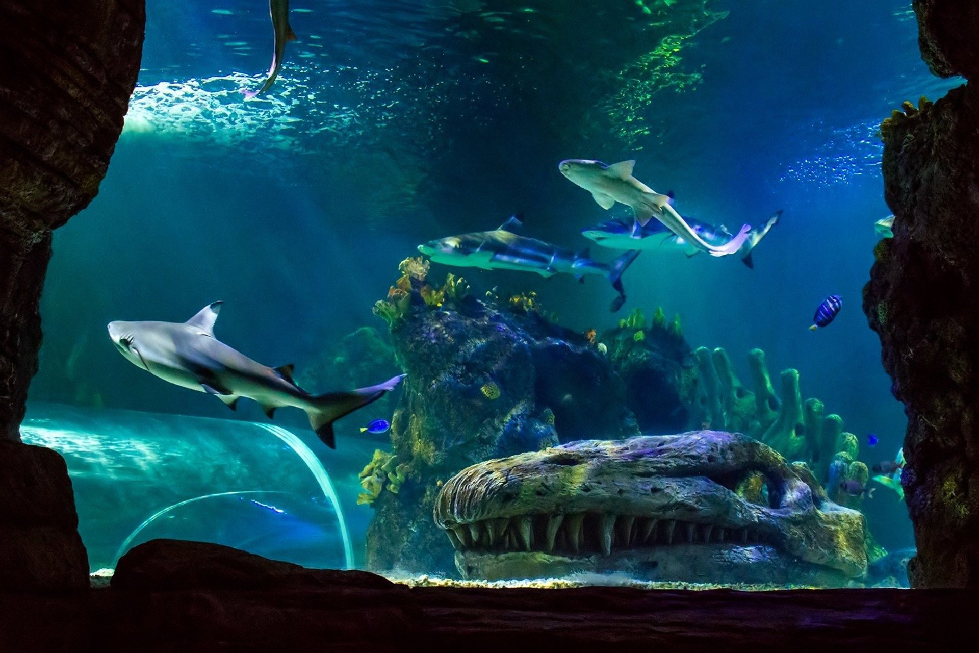 Sea Life Benalmádena mejora previsiones al incrementar visitantes un 5% y apuesta por inclusión social en 2026