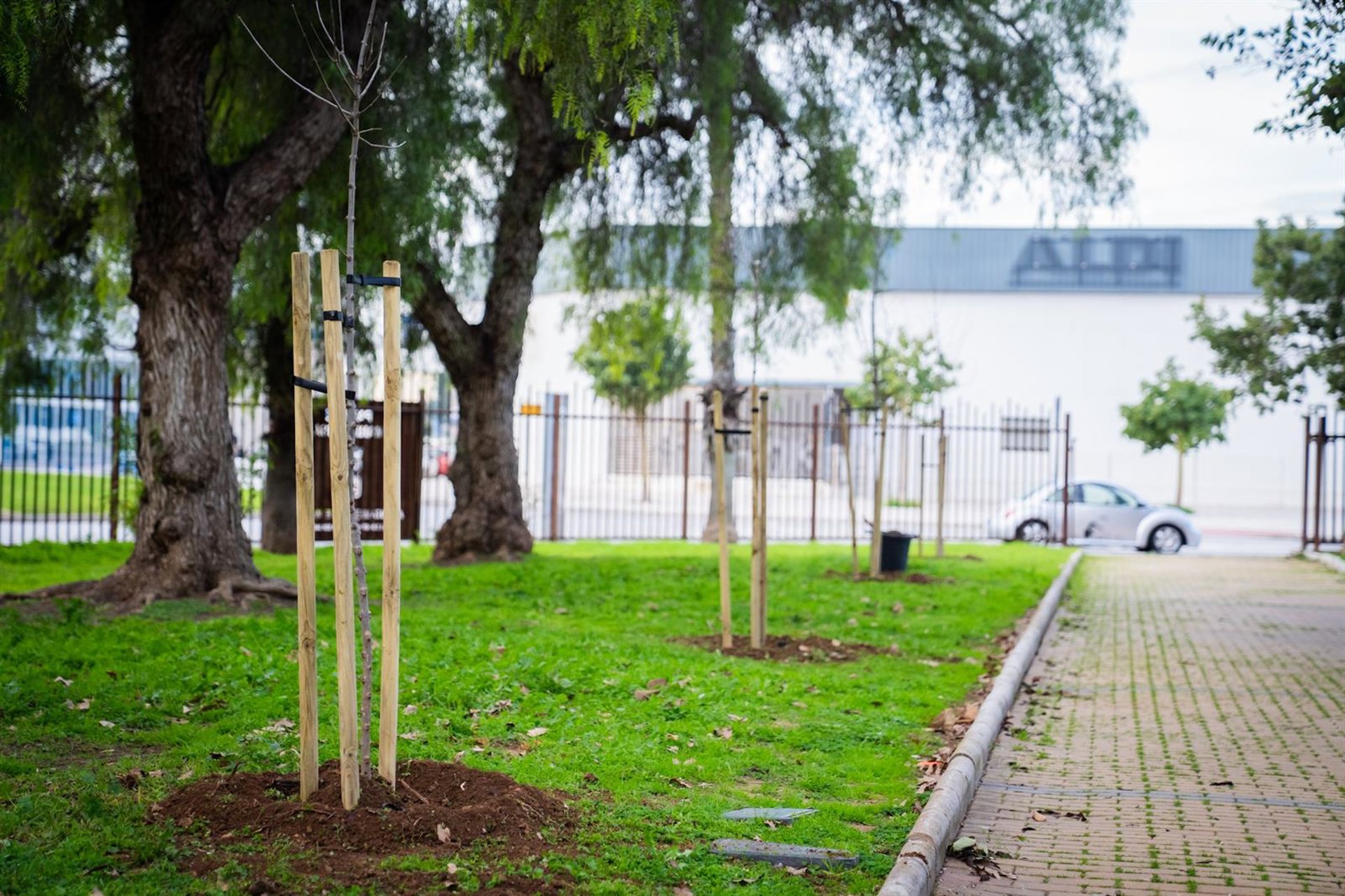 Ayuntamiento acomete plantación 9.000 árboles y arbustos en parques forestales de Gibralfaro y El Morlaco