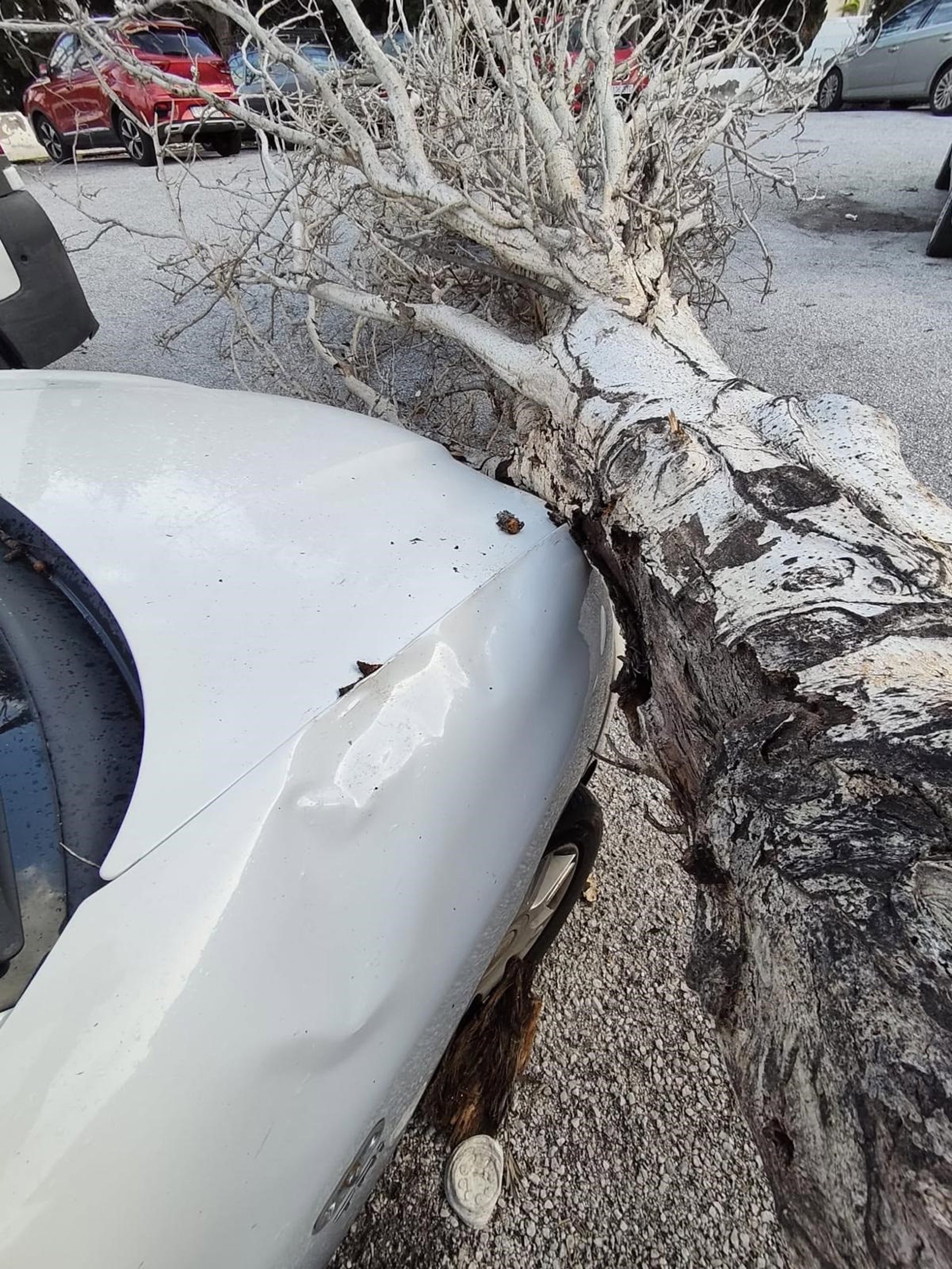 Caídas de árboles y cornisas, entre las incidencias del temporal en Torremolinos
