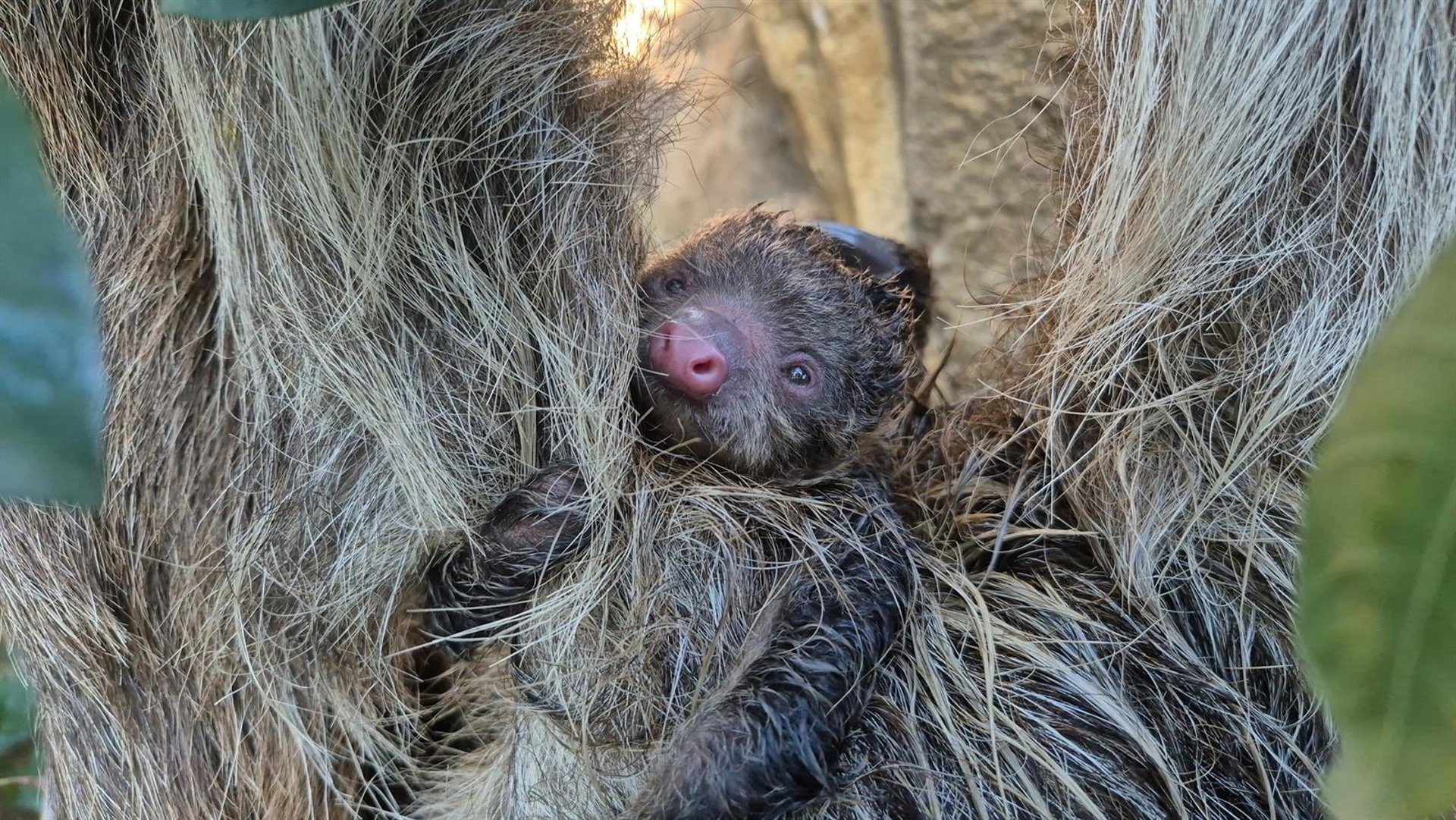 Nace el primer perezoso de dos dedos de Bioparc Fuengirola