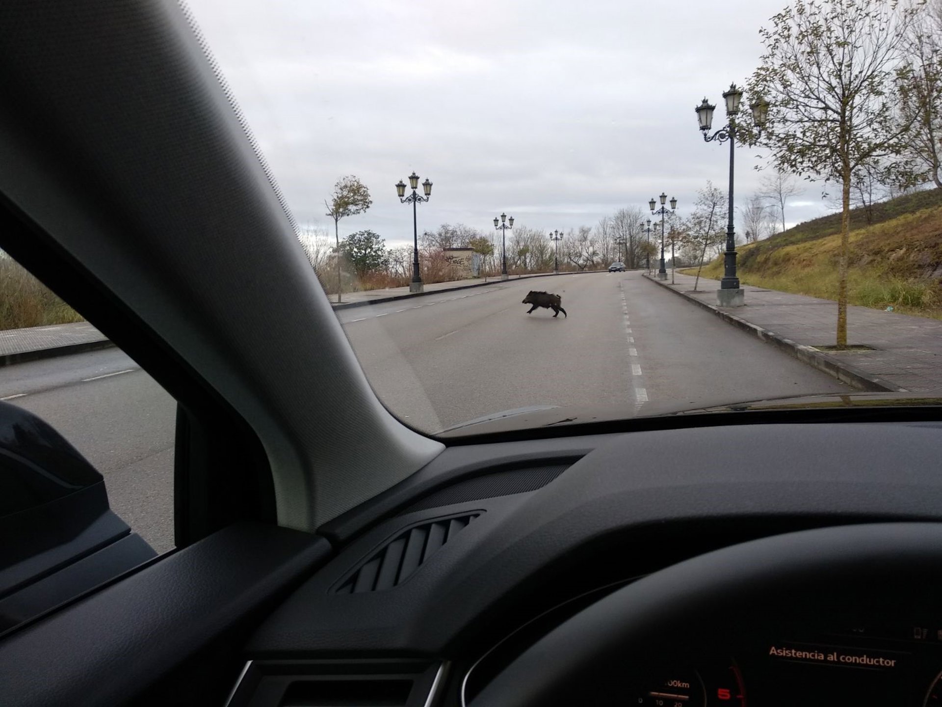 Un coche colisiona con dos jabalíes en la A-7 en Málaga capital