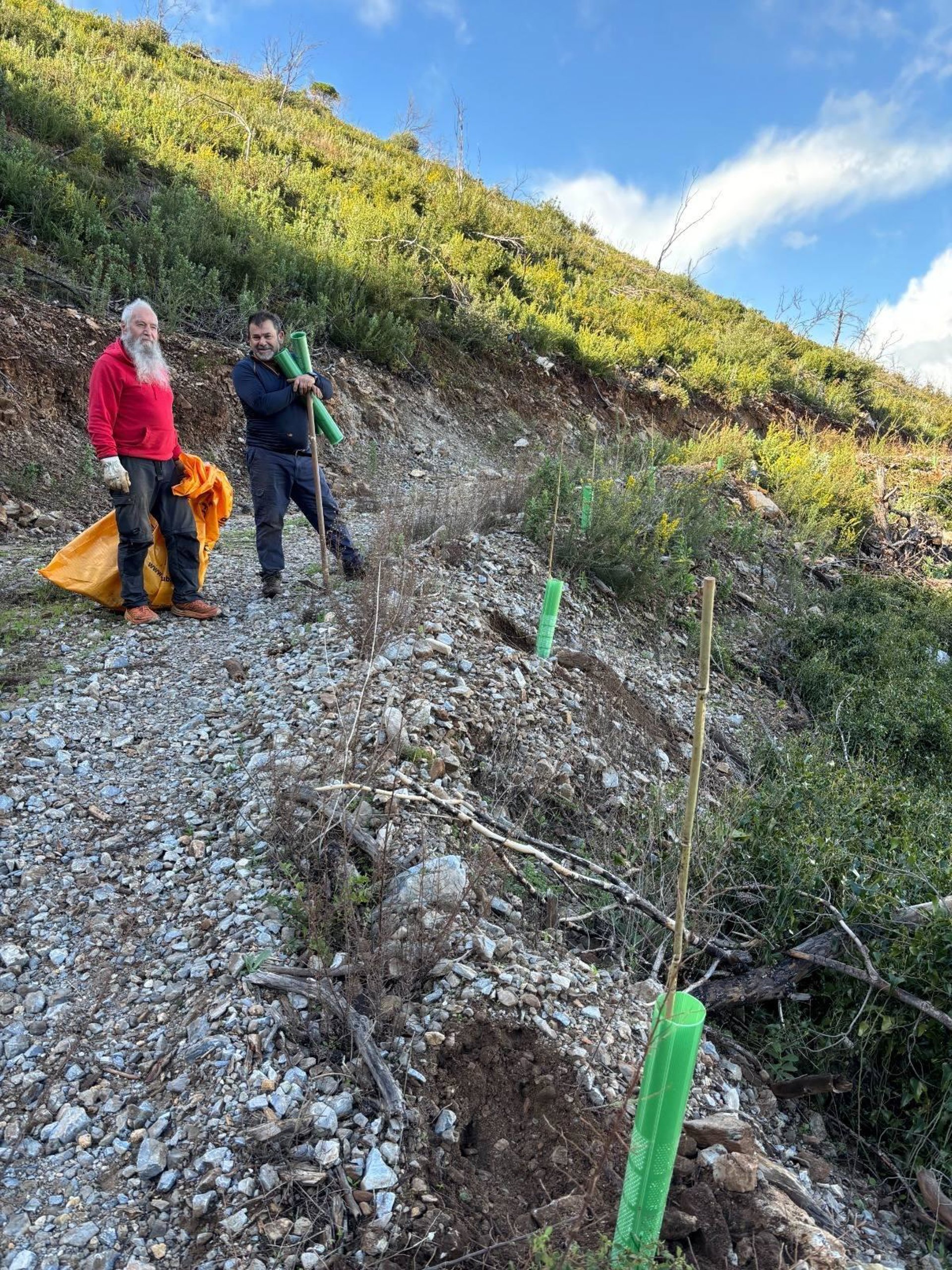 Alhaurín de la Torre apuesta por la repoblación de su sierra en la zona afectada por un grave incendio en 2022