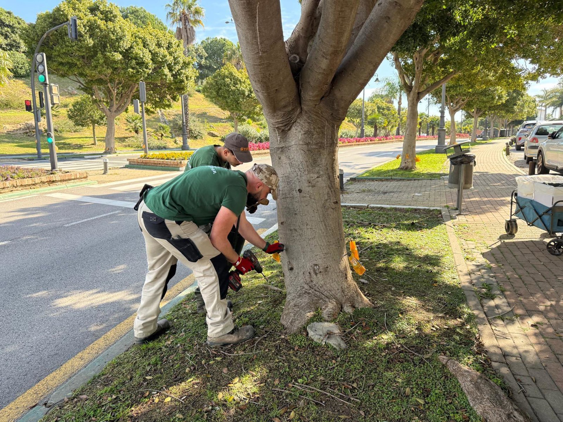 Ayuntamiento de Estepona aplica un tratamiento sostenible a más de medio millar de ficus contra plaga de psila