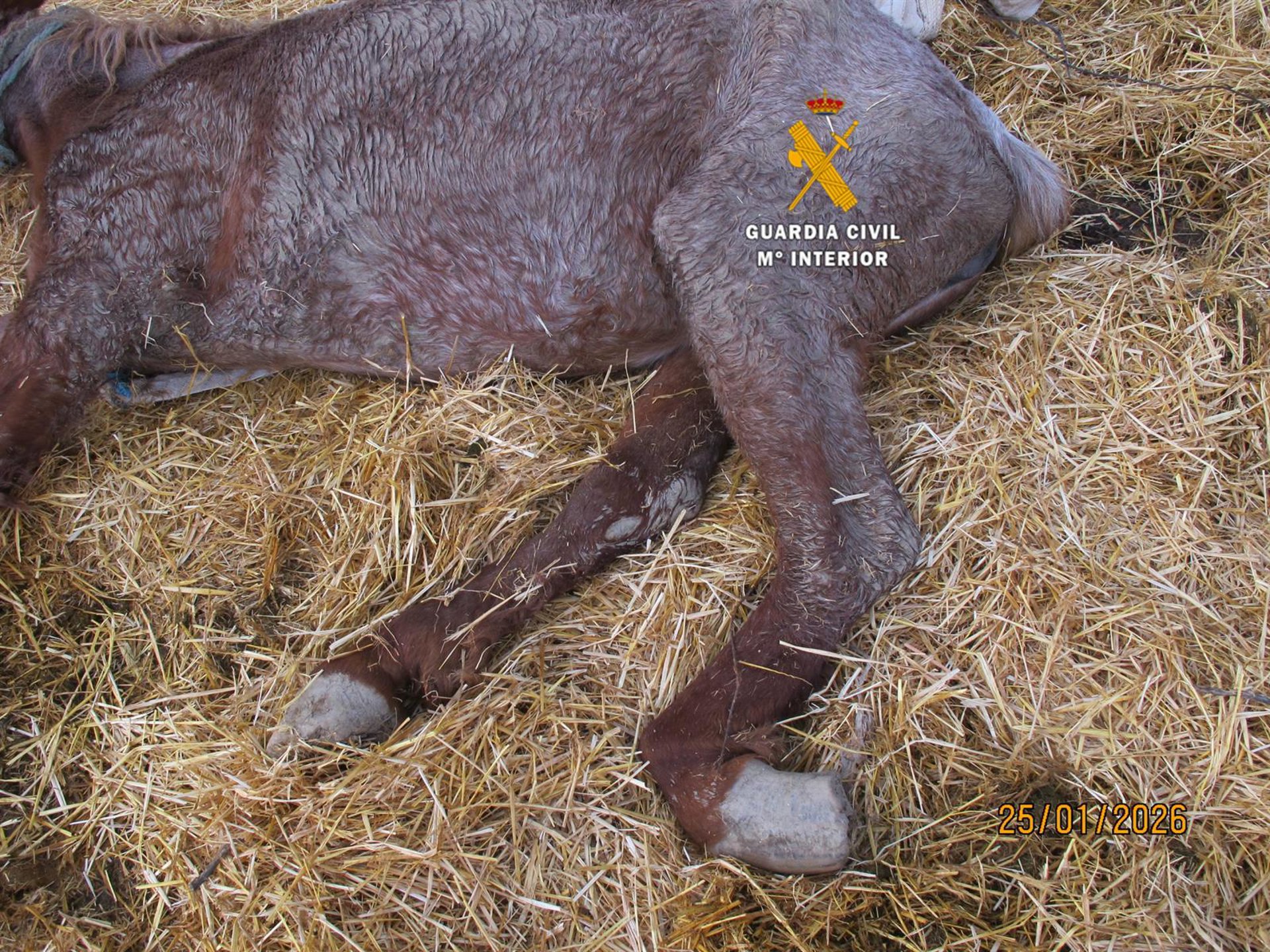 Investigan al propietario de una explotación equina por maltrato animal