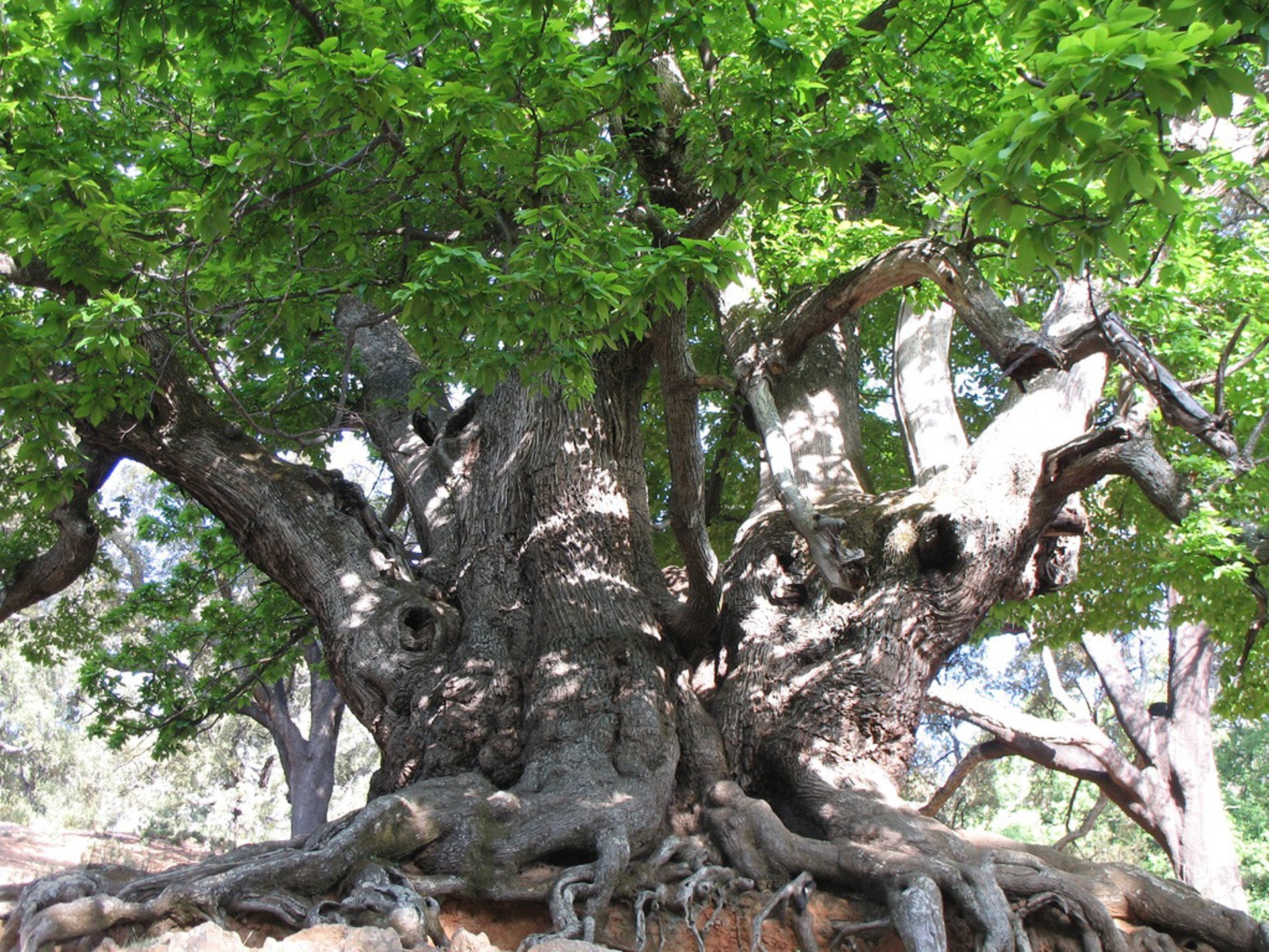 La Plataforma del Castaño pide la declaración del Castaño Santo de Istán como Monumento Natural de Andalucía