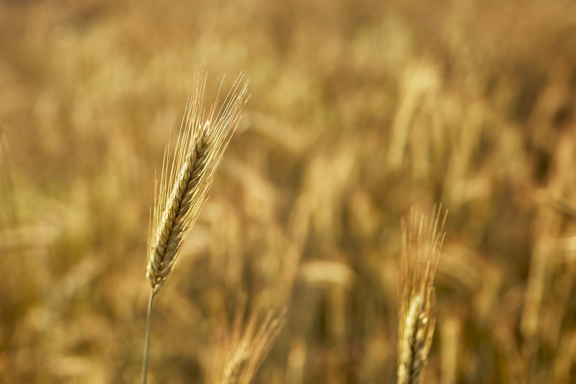 Monda refuerza su compromiso con el producto local y la sostenibilidad en sus Jornadas Agroecológicas