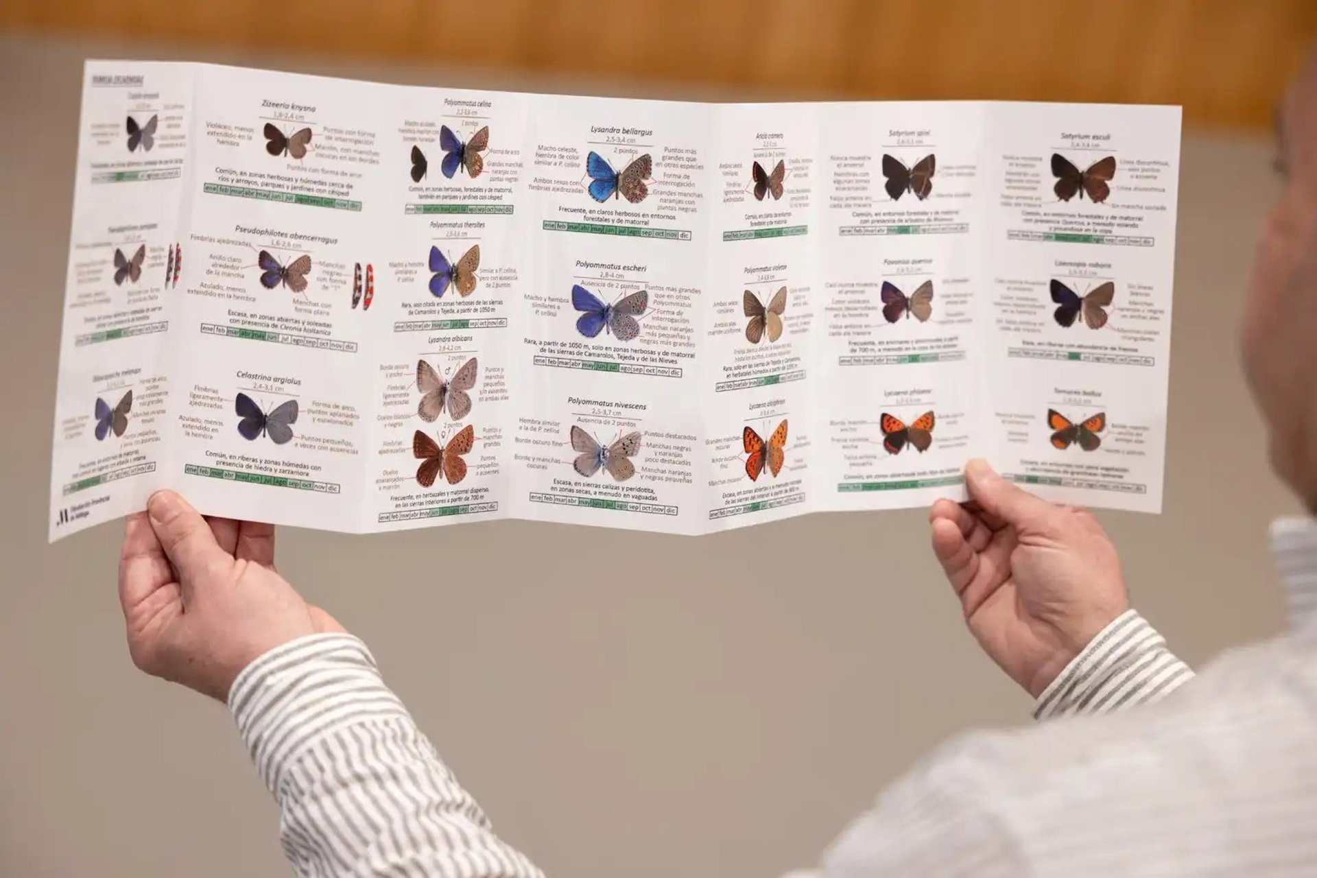 La Diputación edita una guía para identificar las 60 especies de mariposas más frecuentes de la provincia