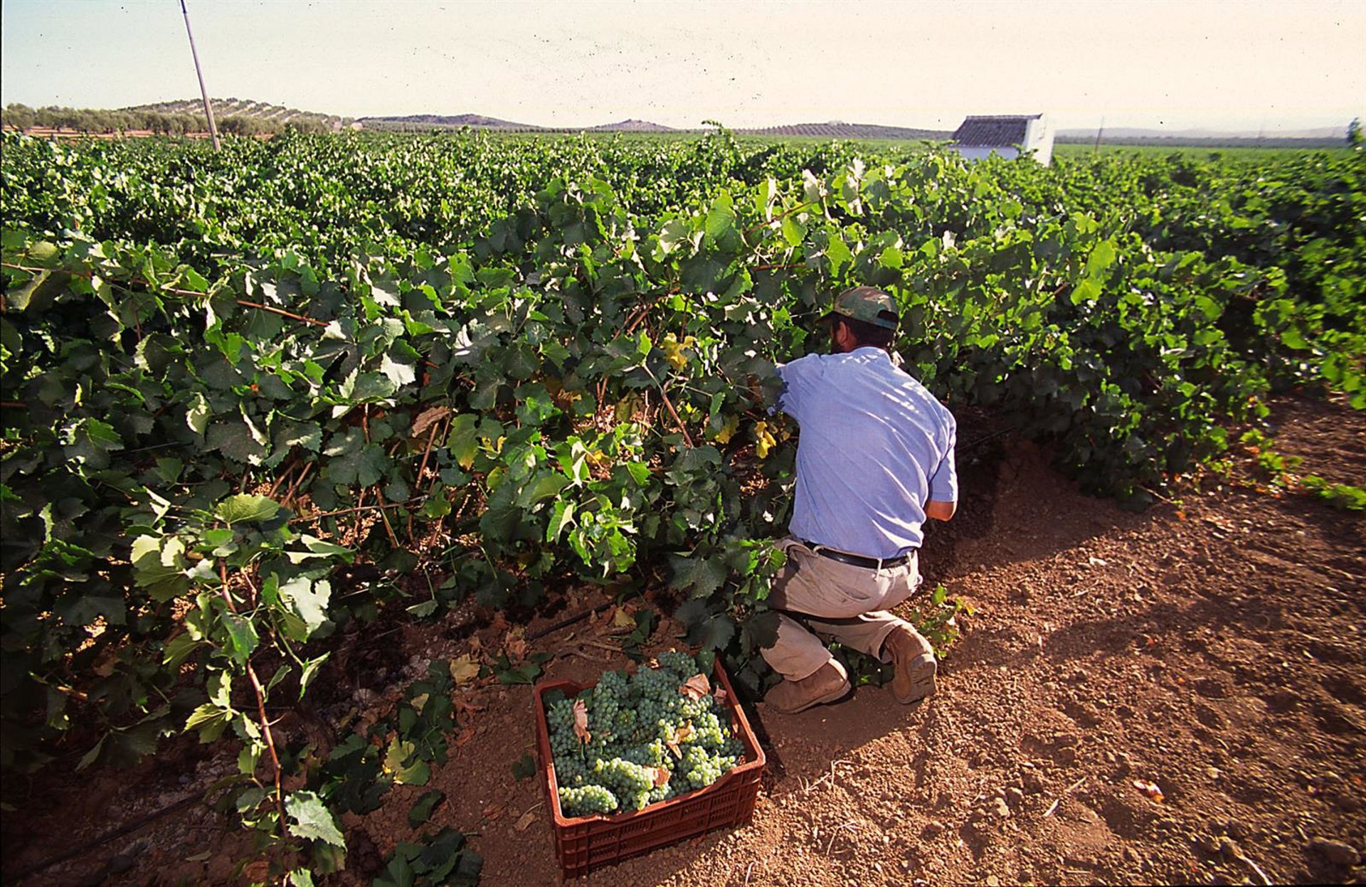 Asaja Málaga alerta de una pérdida del 40% de la campaña de la uva moscatel por las altas temperaturas