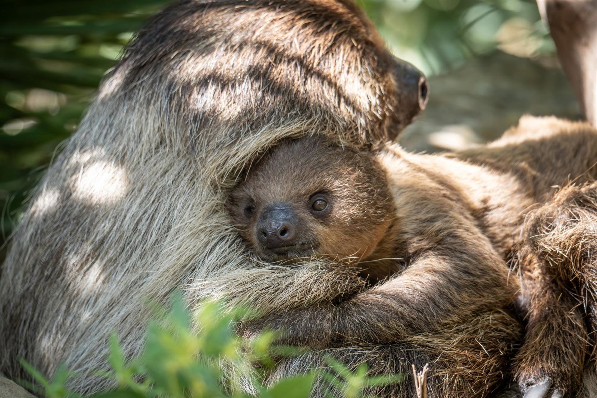 Bioparc Fuengirola confirma que la cría de perezoso nacida hace unos meses es hembra y busca nombre para ella