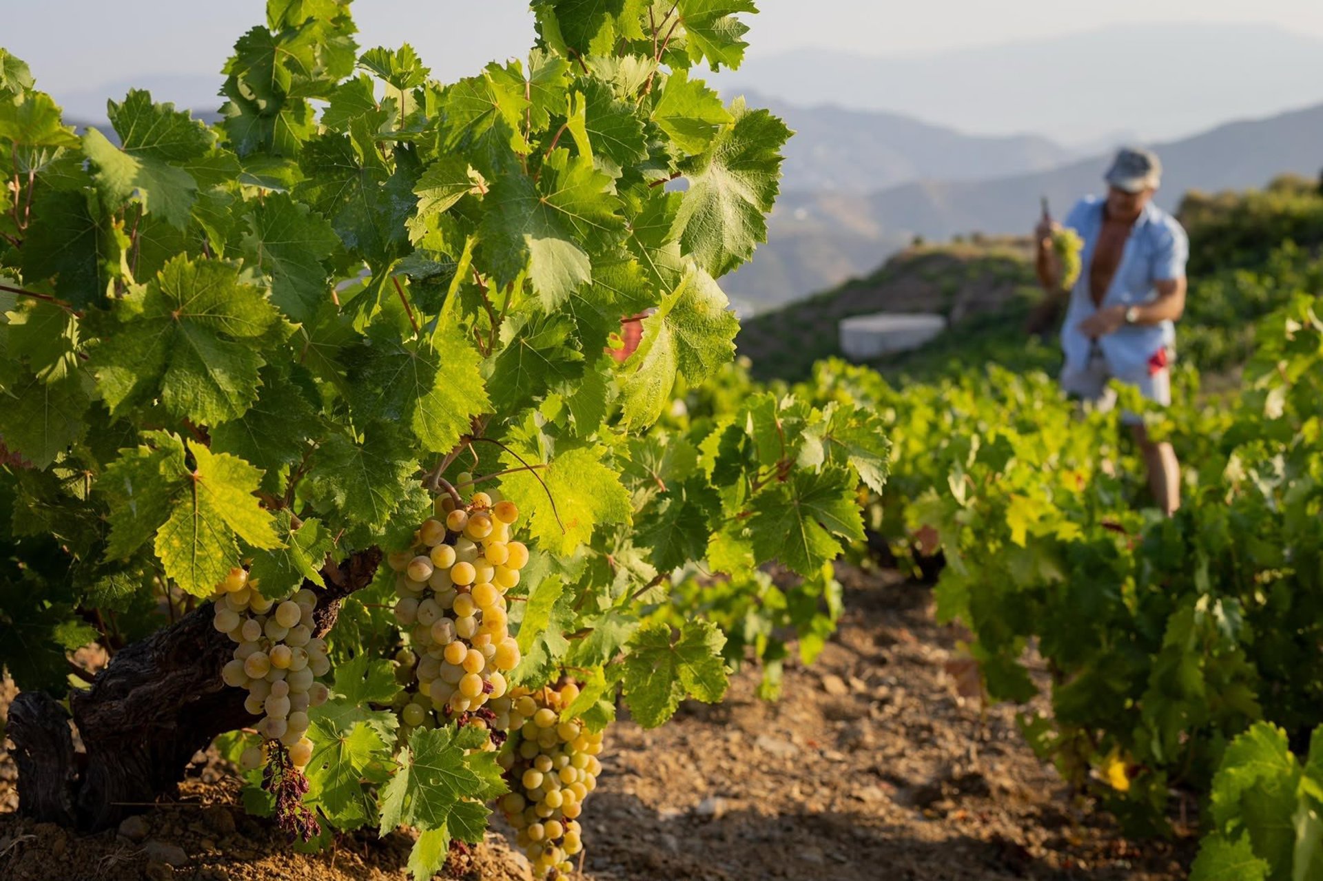 Consejo regulador apunta a una vendimia con una "excelente cosecha" y prevé unos 2,6 millones de kilos de uva