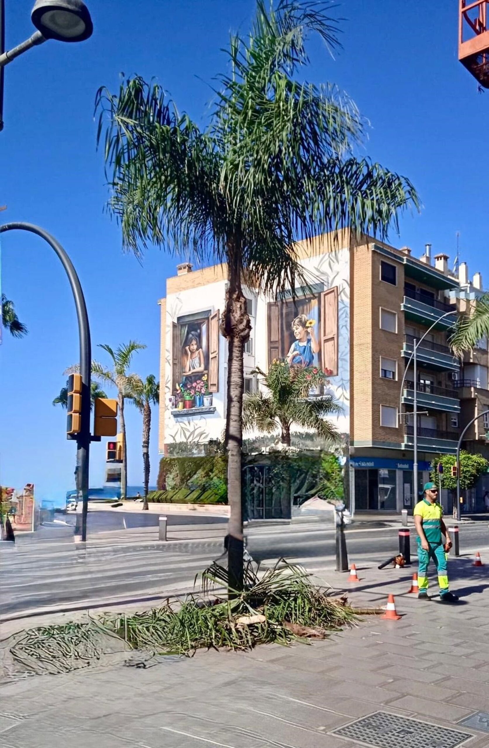 El Ayuntamiento de Rincón de la Victoria avanza en los trabajos de poda de palmeras del municipio