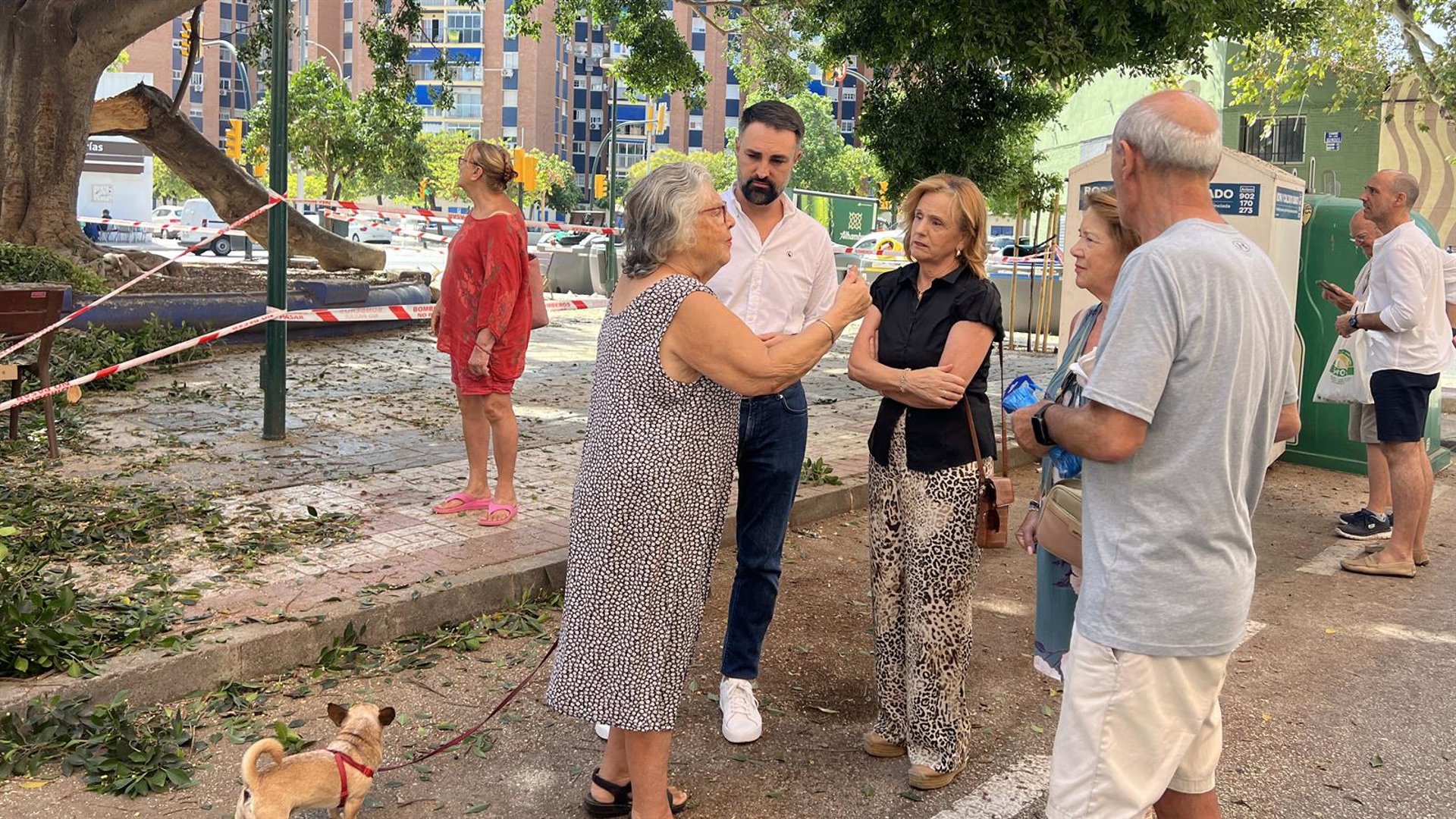 El PSOE tacha de "desastre" la gestión de medio ambiente sobre el arbolado de gran tamaño