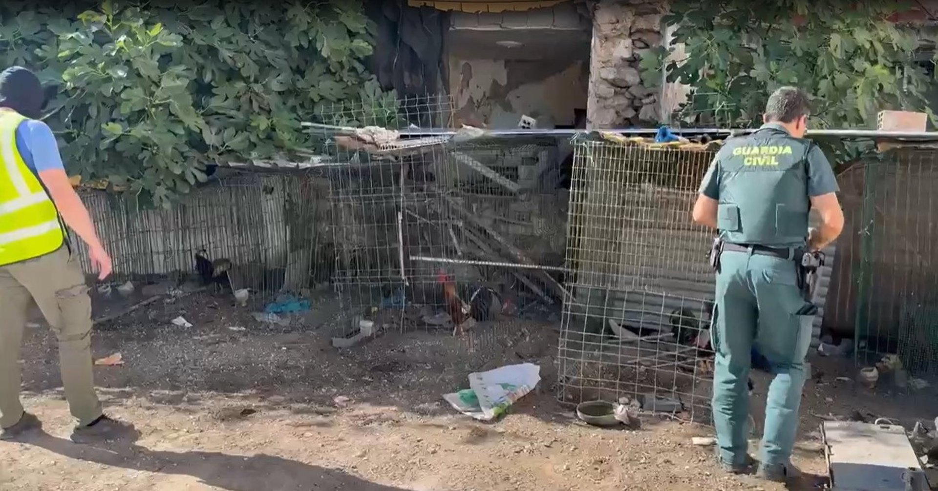 Intervenidos 26 gallos de pelea que se encontraban en malas condiciones