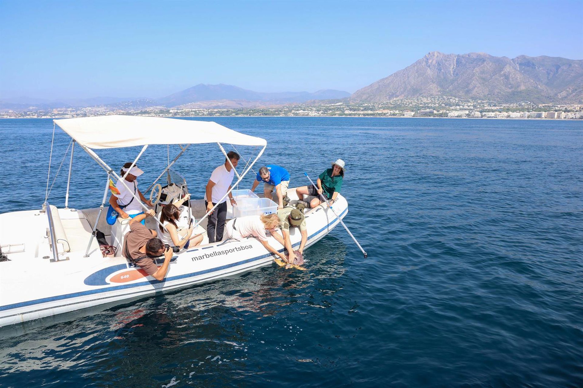 Marbella acoge la suelta al mar de dos tortugas bobas tras completar sus procesos de recuperación