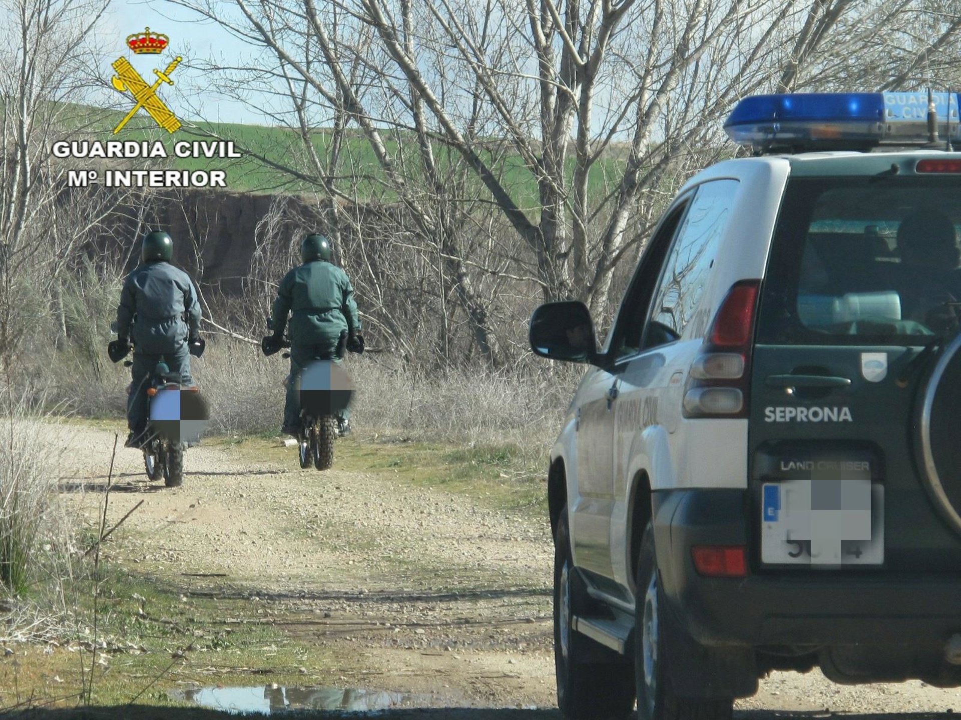 Detenidos por robar polluelos de azor y gavilán de nidos en entornos forestales para comercio ilícito
